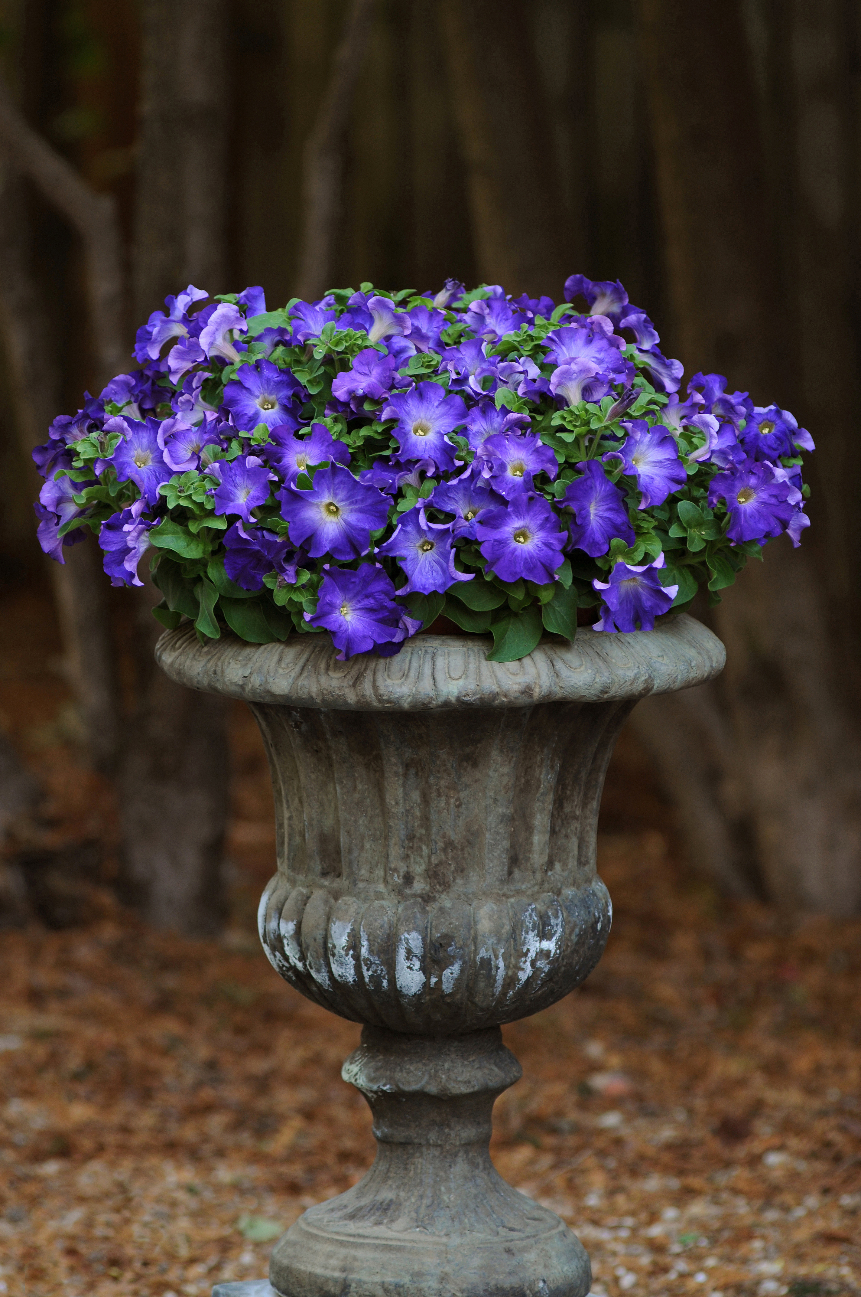 Petunia x hybrida Sophistica Blue Morn