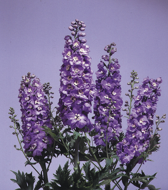 Delpinium grandiflorum Magic Fountains Lavendel mit weißer Biene 