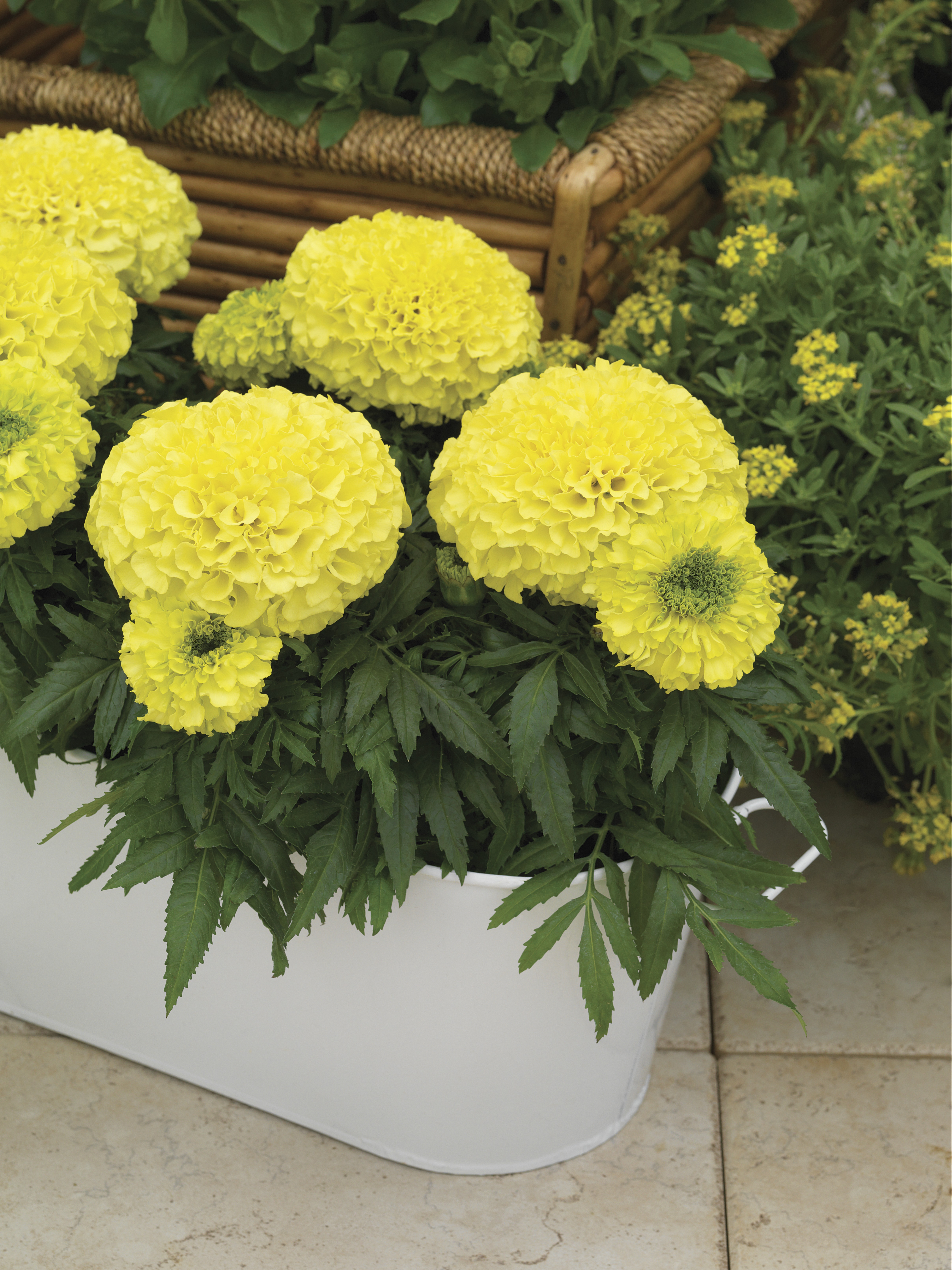 Tagetes erecta F1 Antigua Hellgelb