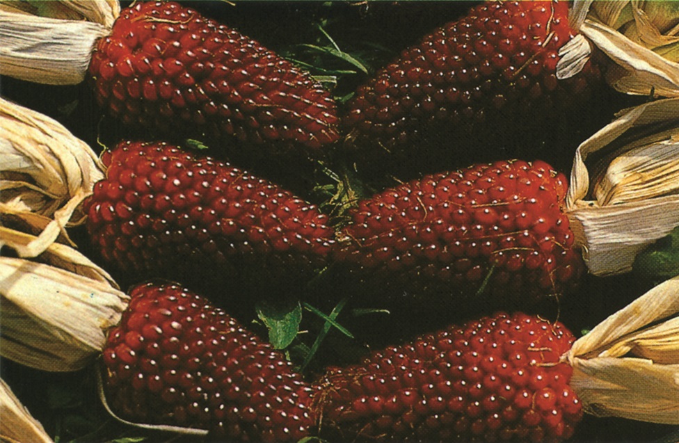 Ziermais gracillima minima Erdbeer (Erdbeermais)