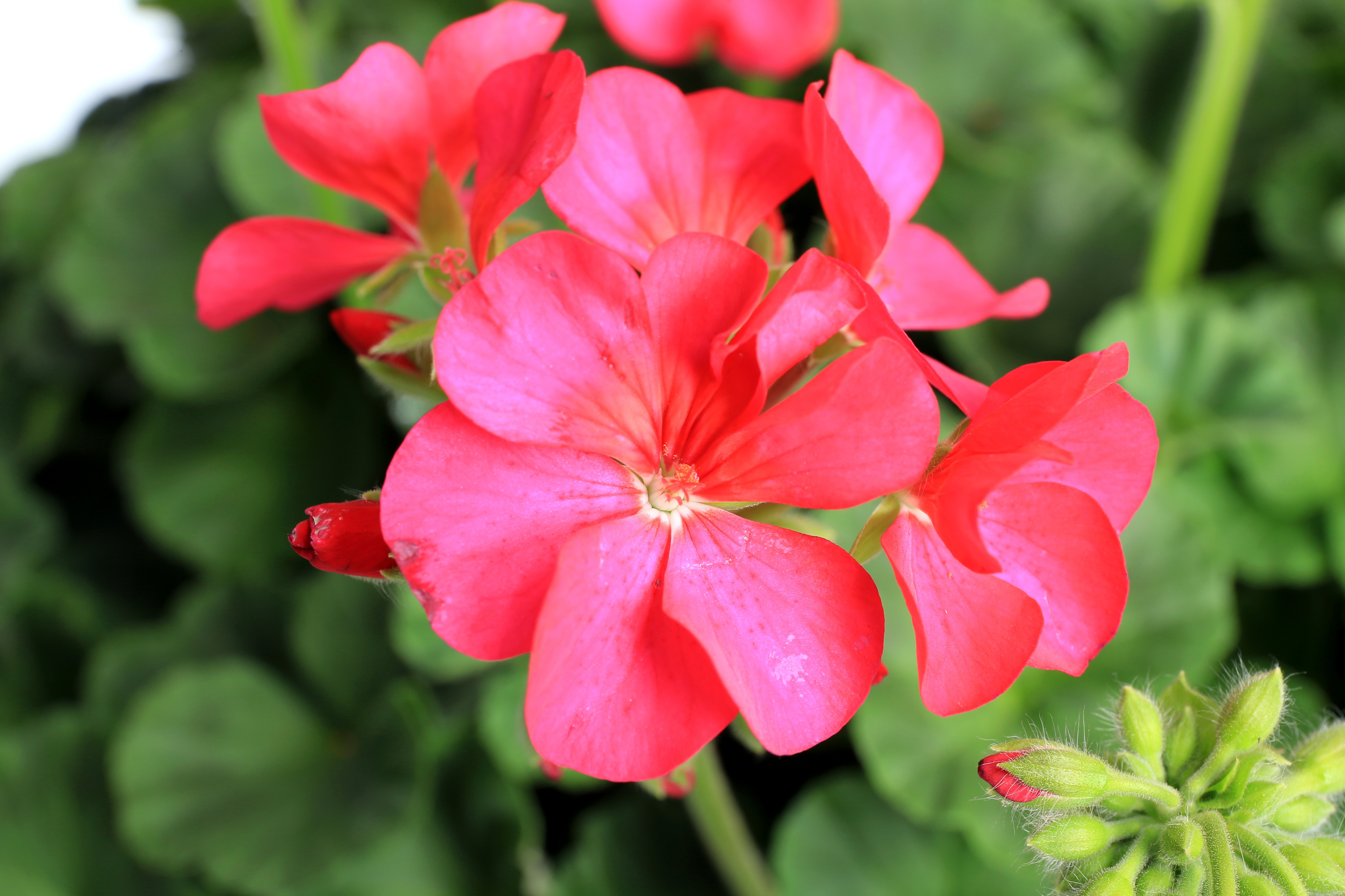 Pelargonium x hortorum F1 Maverick Violett