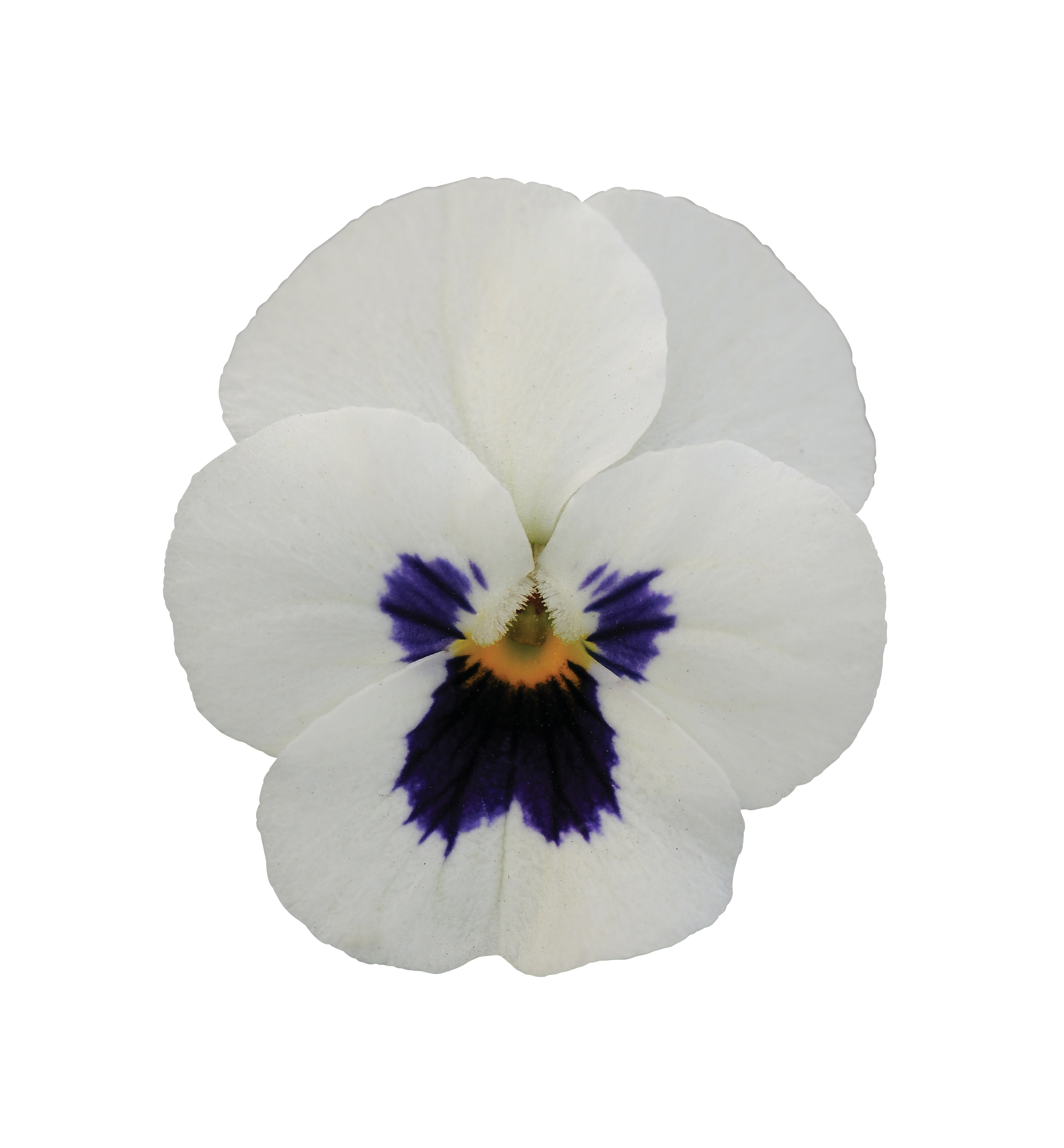Viola cornuta F1 Sorbet XP Weiß mit Auge
