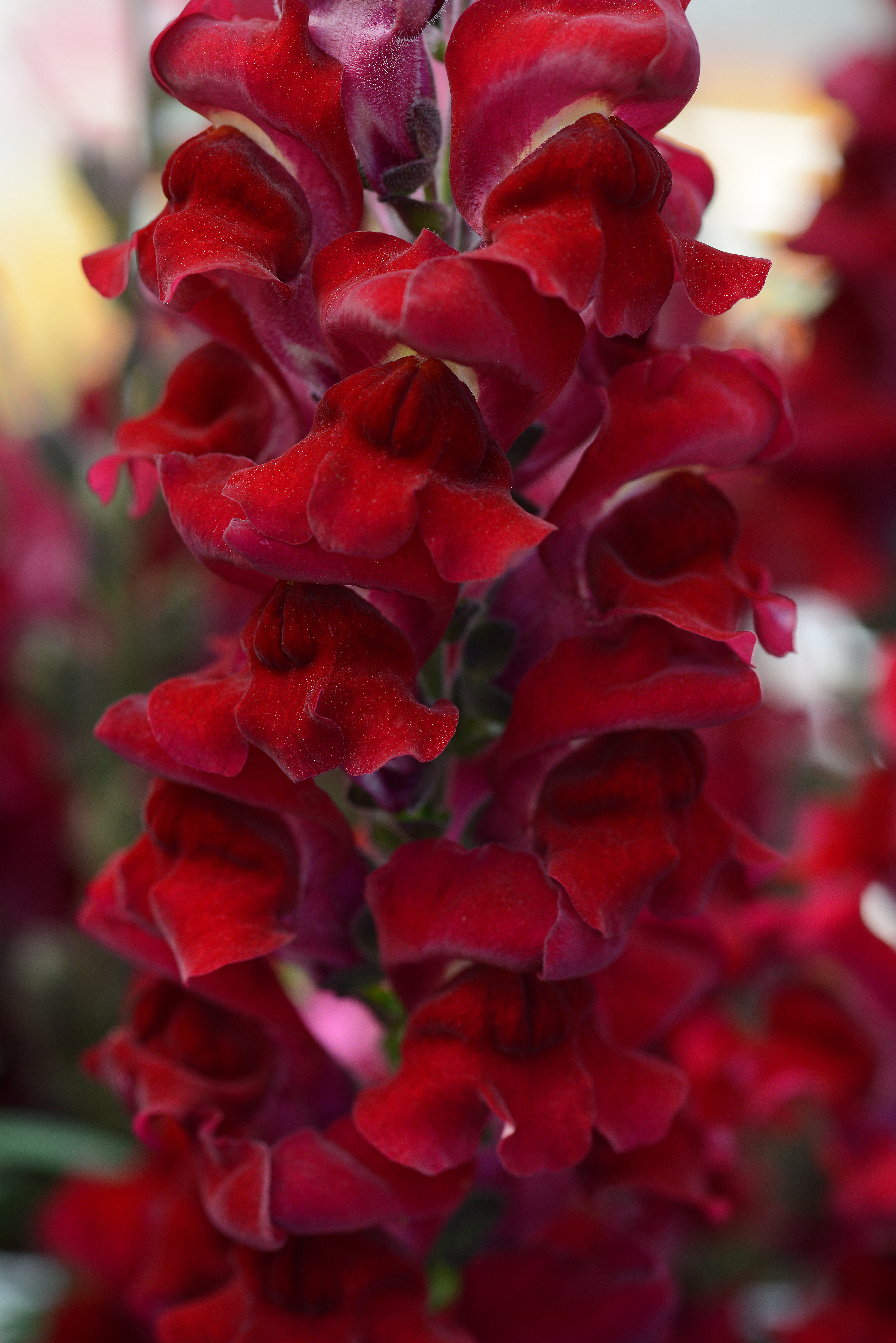 Antirrhinum majus F1 Rocket Samtrot