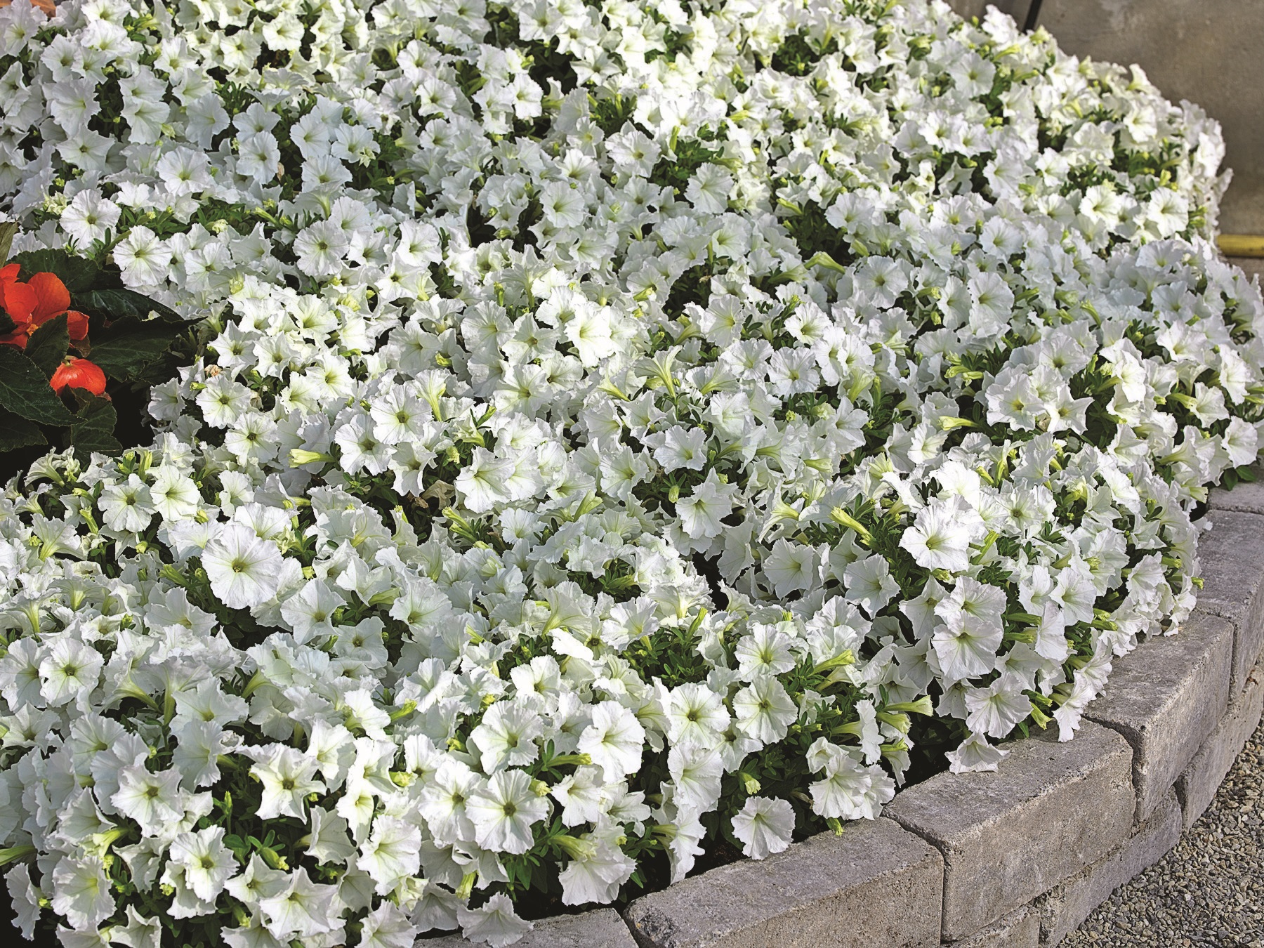 Petunia milliflora F1 Picobella Weiß, pilliert