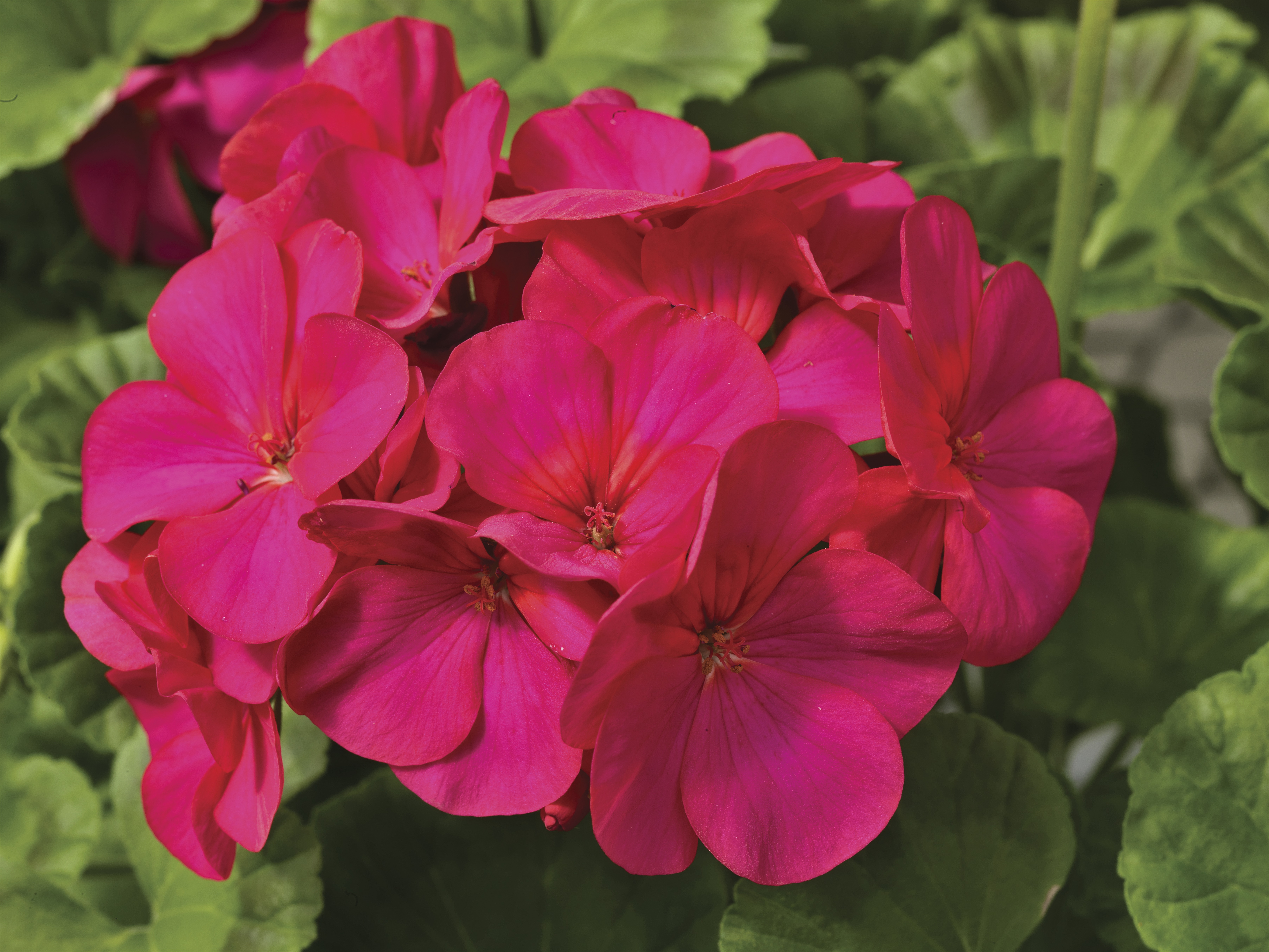 Pelargonium x hortorum F1 Maverick Violett