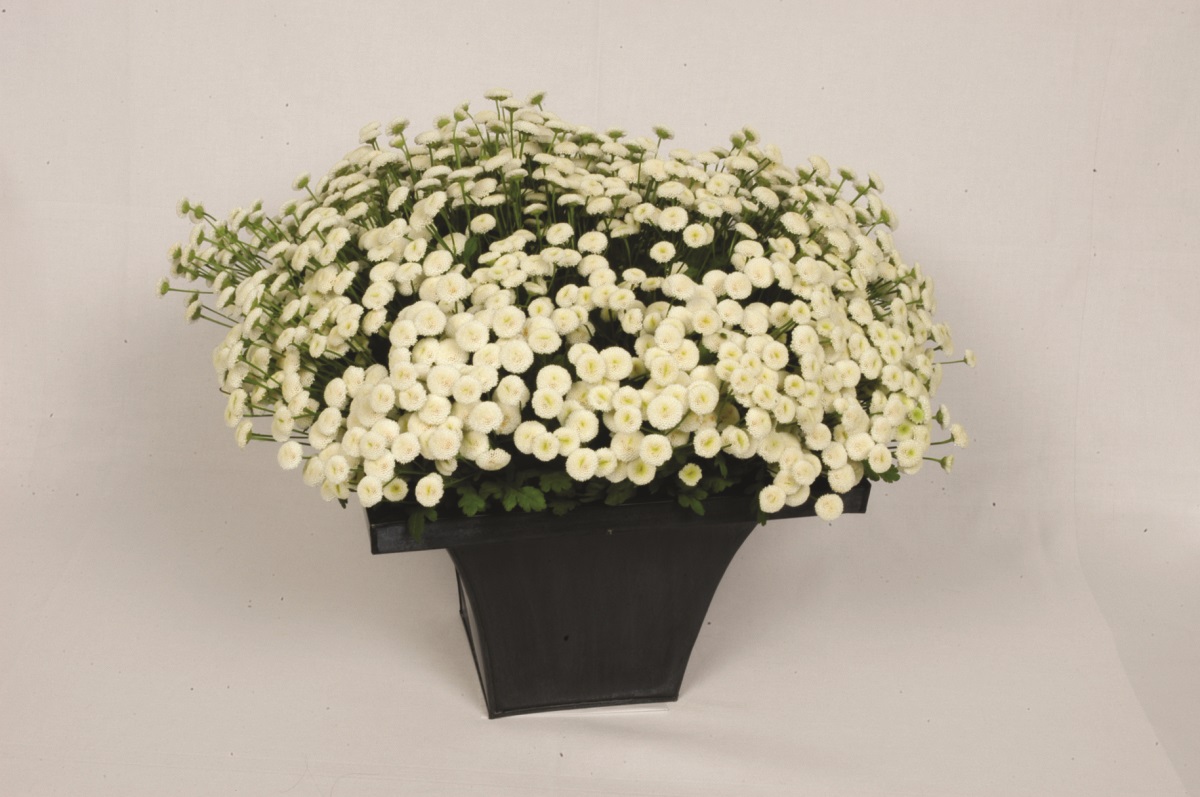 Chrysanthemum parthenium Vegmo Snowball Extra, pilliert