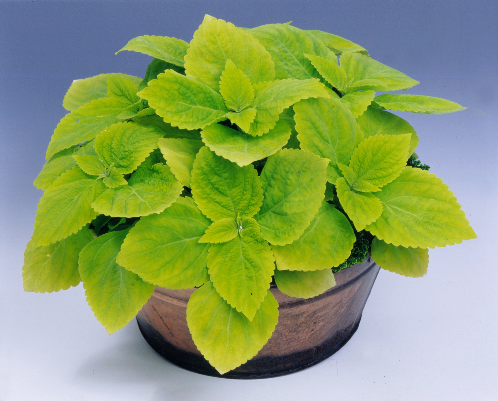 Coleus blumei (plectranthus scutellarioides) Giant Lime delight