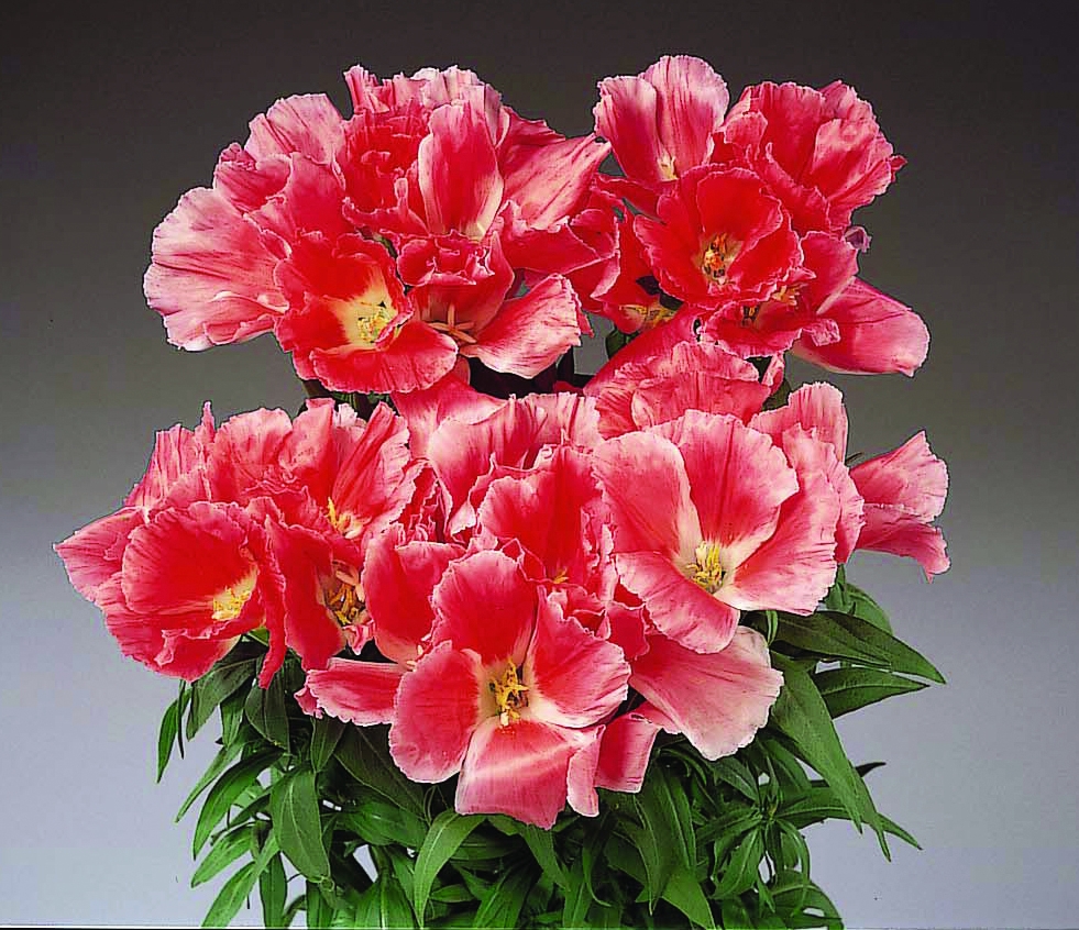 Godetia grandiflora F1 Grace Lachs 250 K G463.1