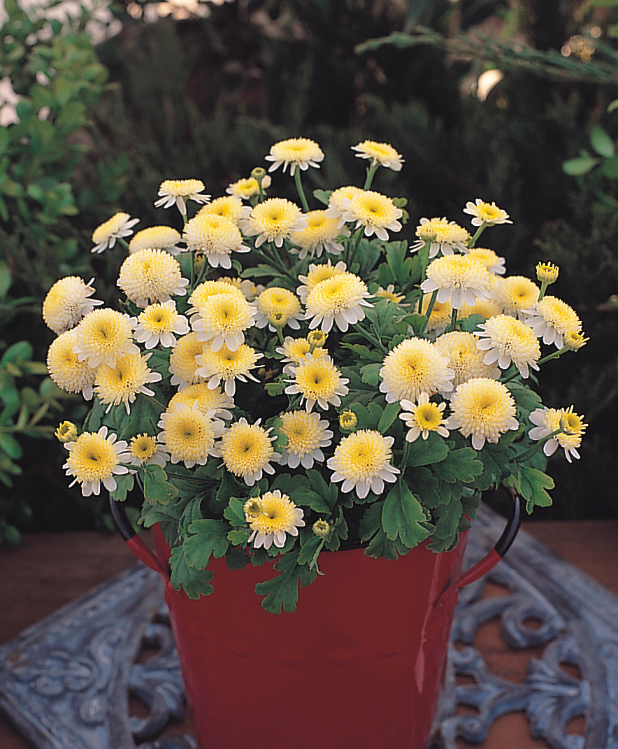 Chrysanthemum parthenium Santana Yellow