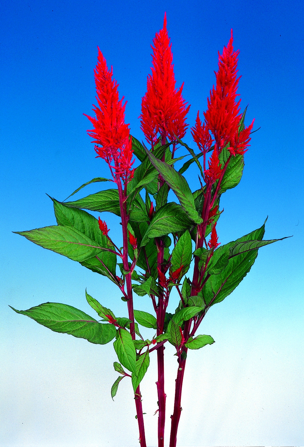 Celosia plumosa Century Rot