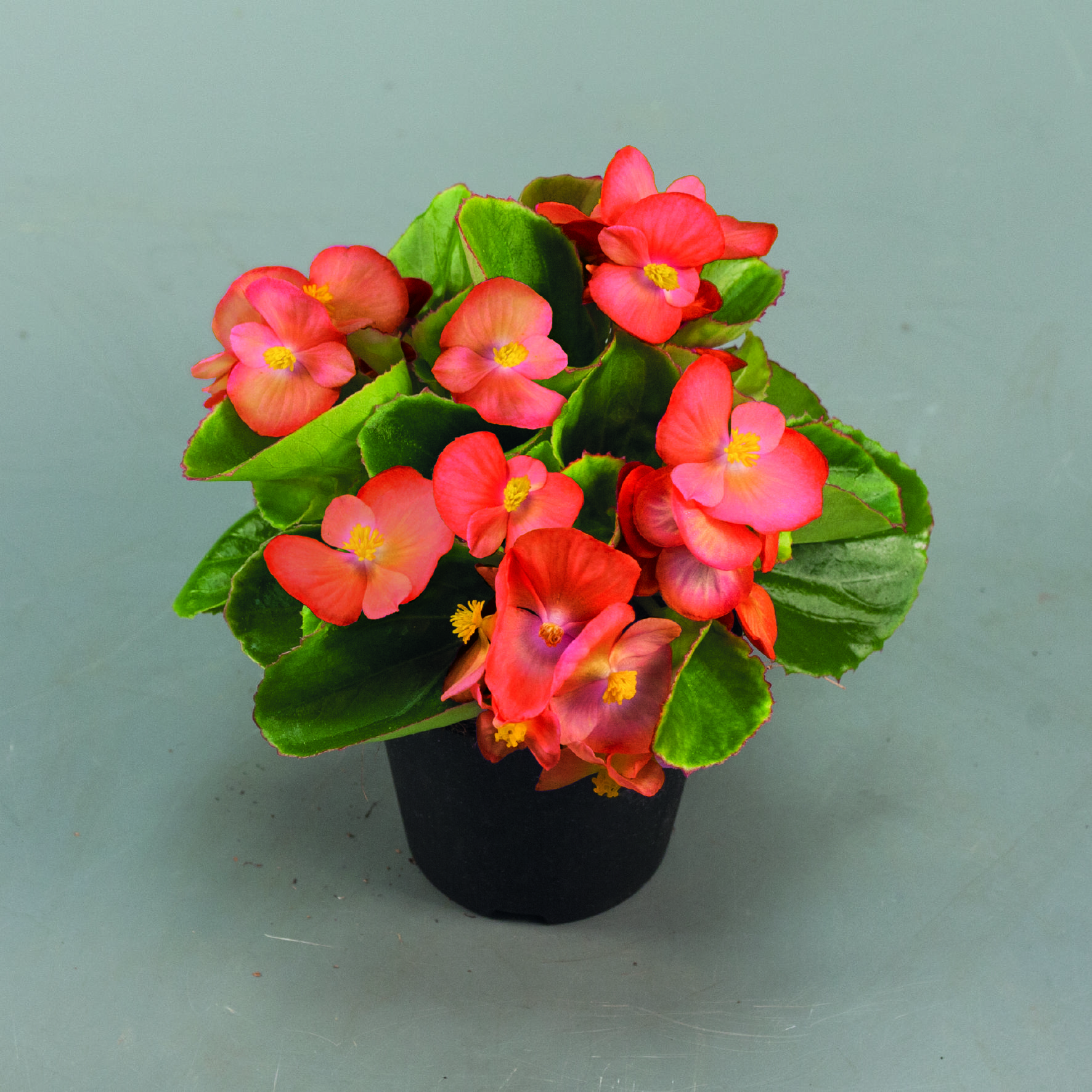 Begonia semperflorens F1 Sprint Plus Orange, pilliert