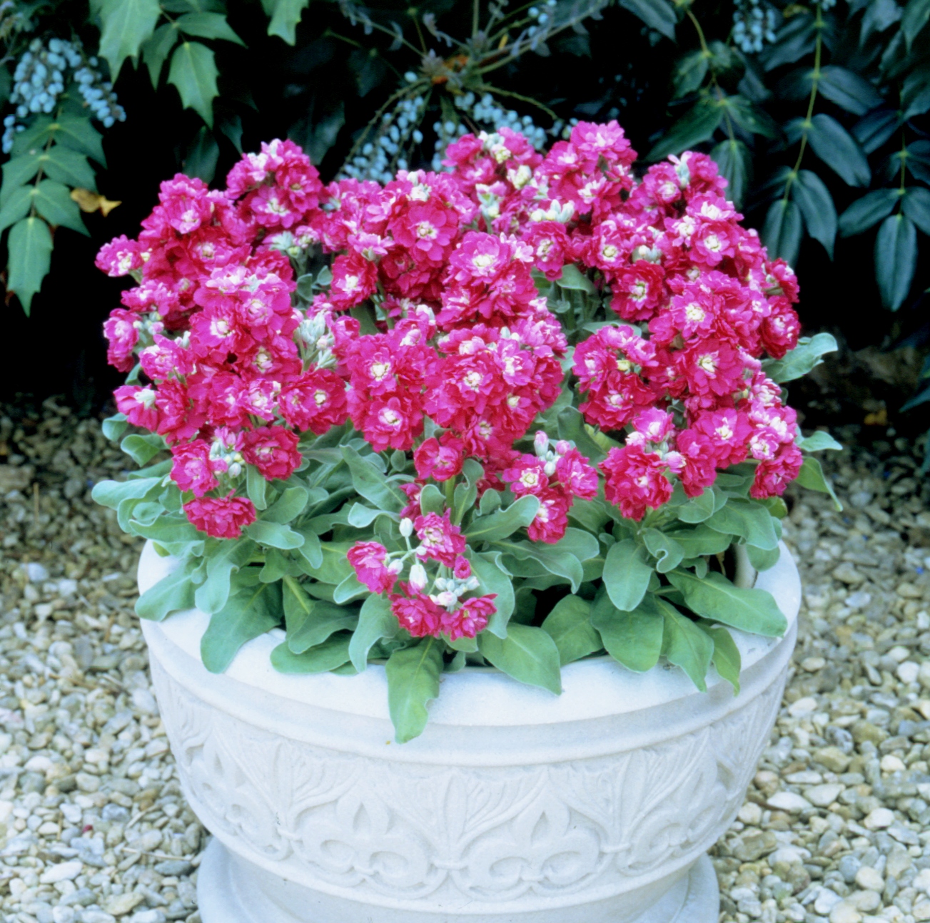 Matthiola incana Cinderella Leuchtendrot