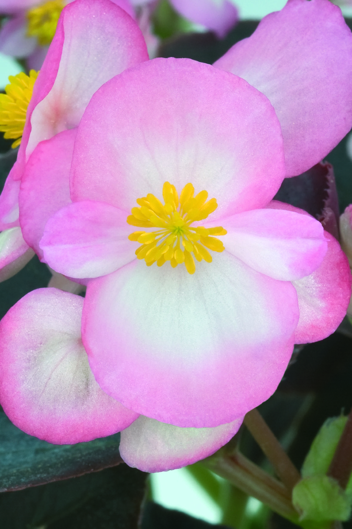 Begonia semperflorens F1 Nightlife Blush, pilliert