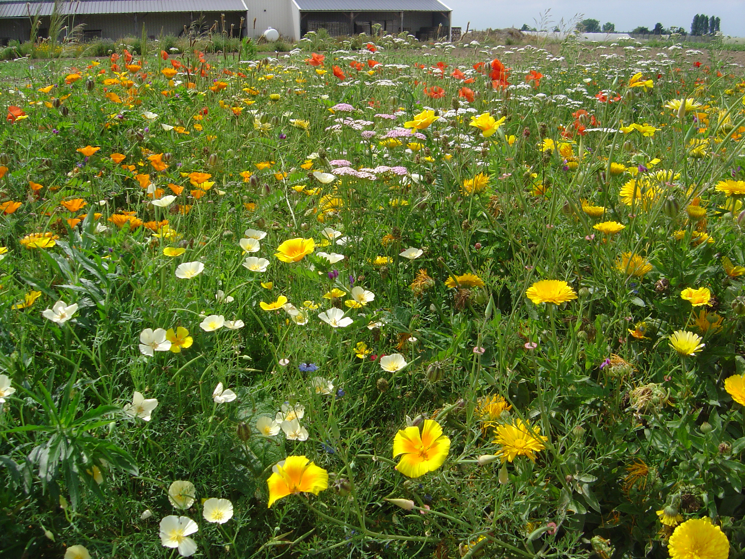 Blumenmischungen Die Robusten