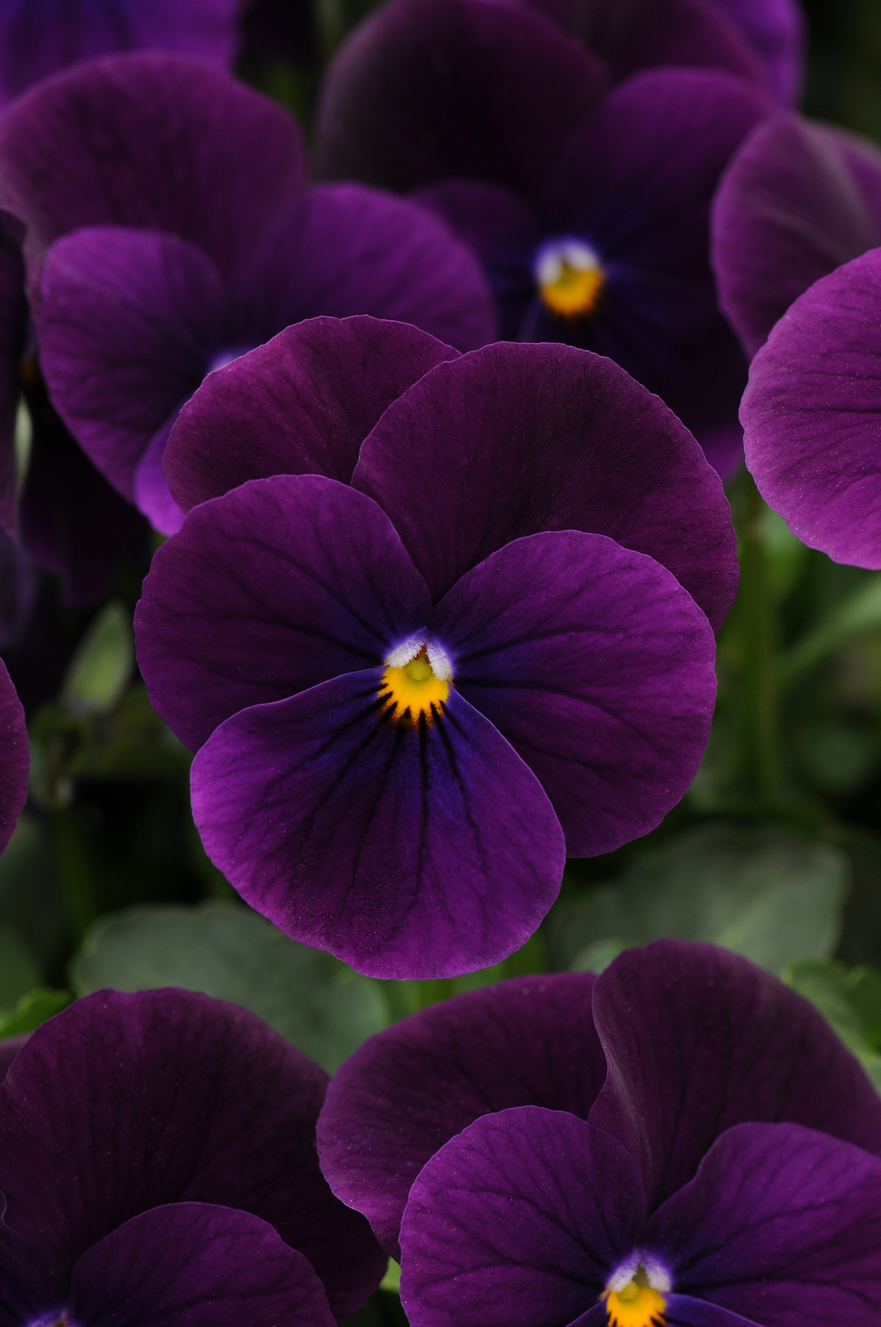 Viola cornuta F1 Sorbet XP Purple