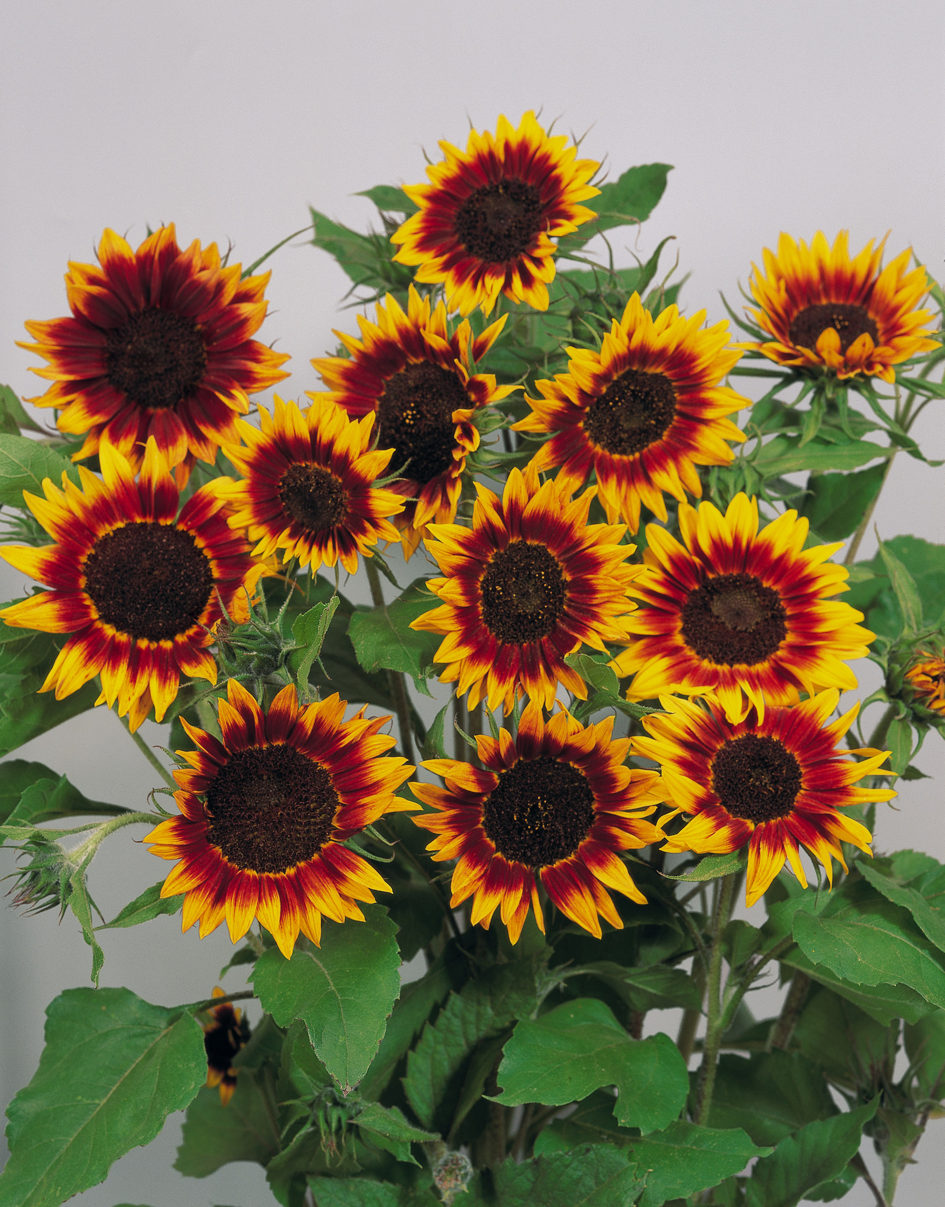 Helianthus annuus Ring of Fire