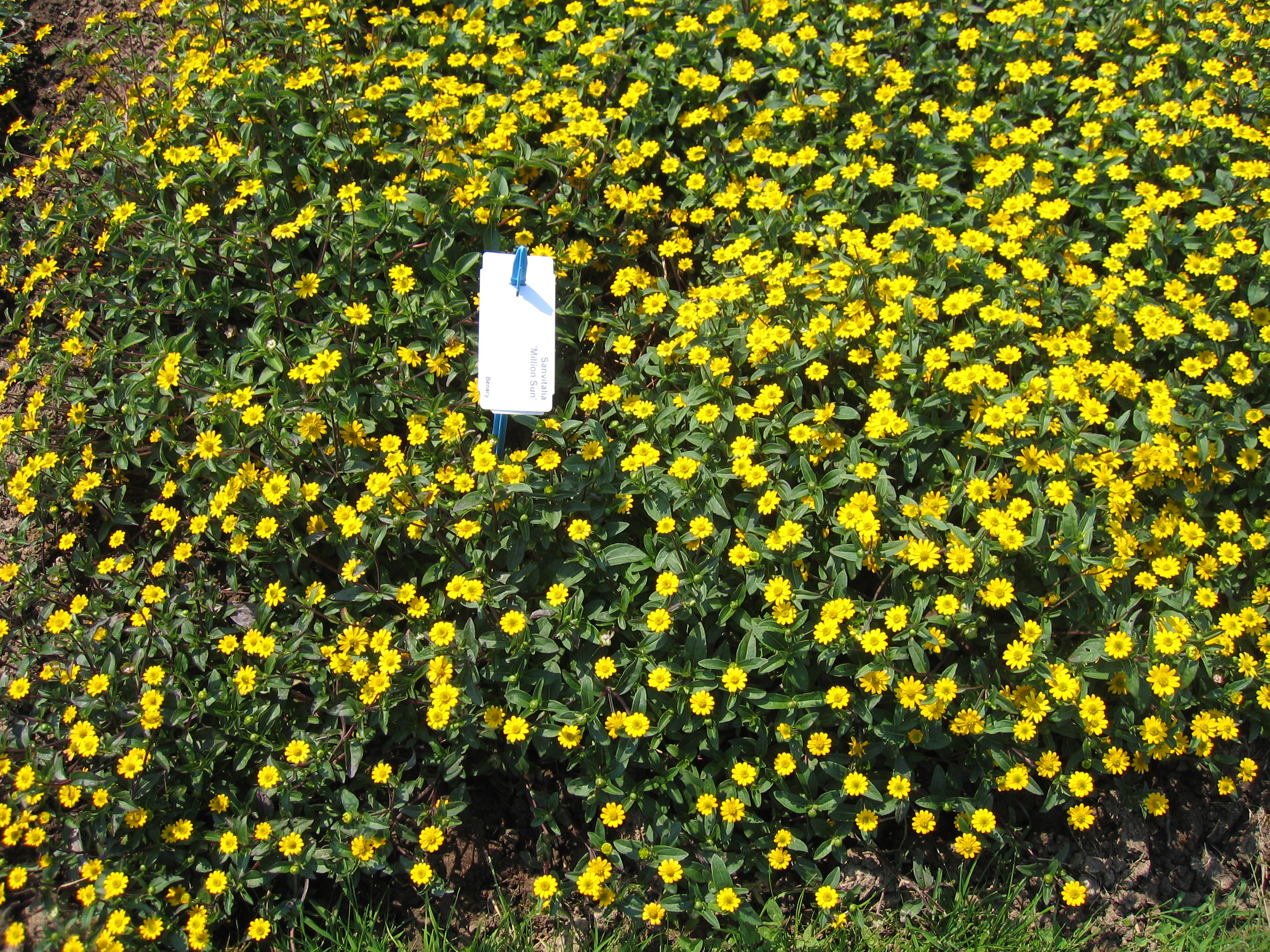 Sanvitalia speciosa Million Suns
