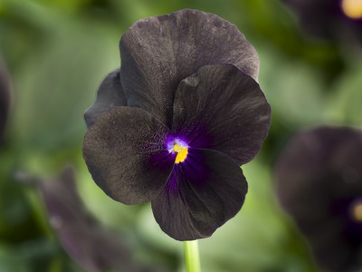 Viola cornuta F1 Penny Black