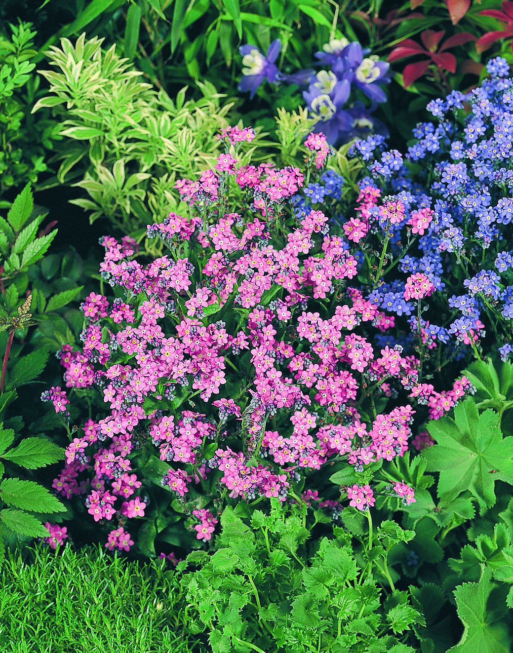 Myosotis sylvatica Sylva Rosylva