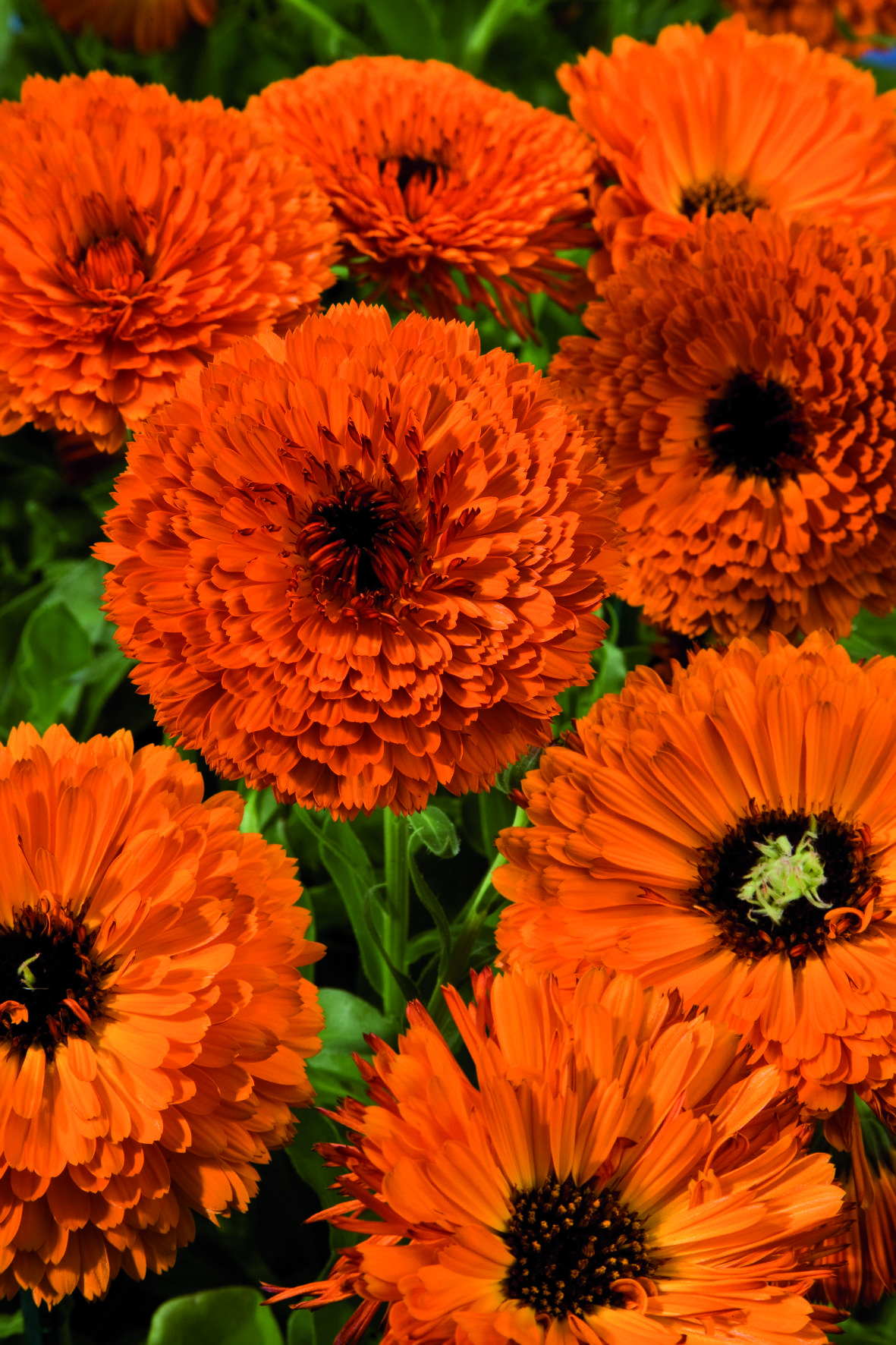 Calendula officinalis Touch of Red Orange