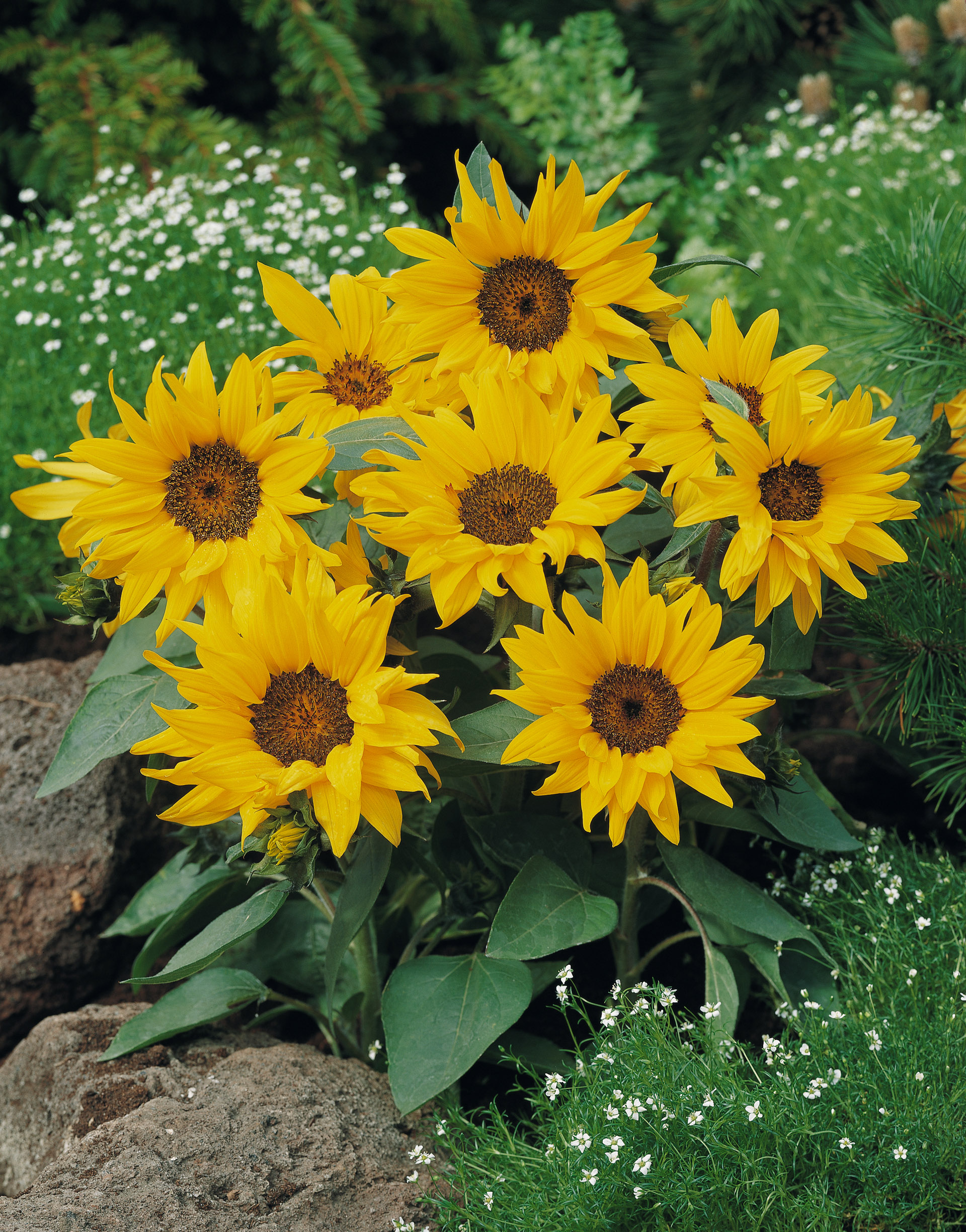 Helianthus annuus Pacino Cola