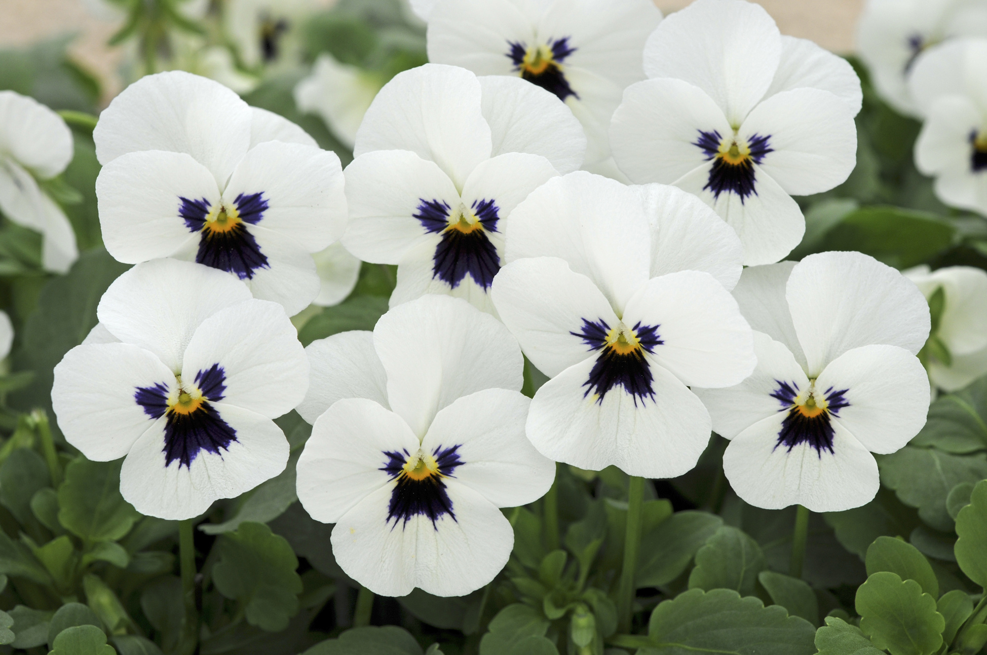 Viola cornuta F1 Sorbet XP Weiß mit Auge