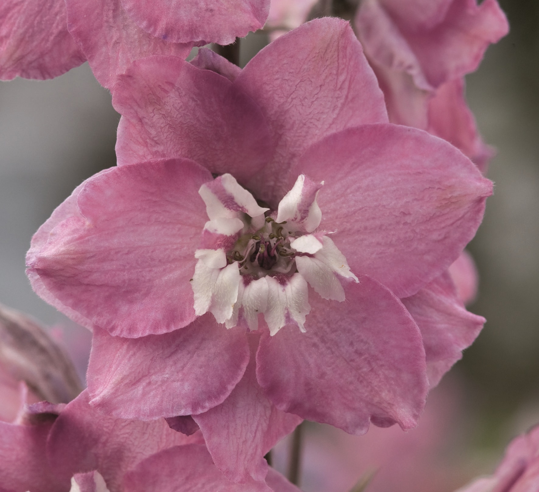 Delpinium grandiflorum  Magic Fountains Lilarosa mit weißer Biene