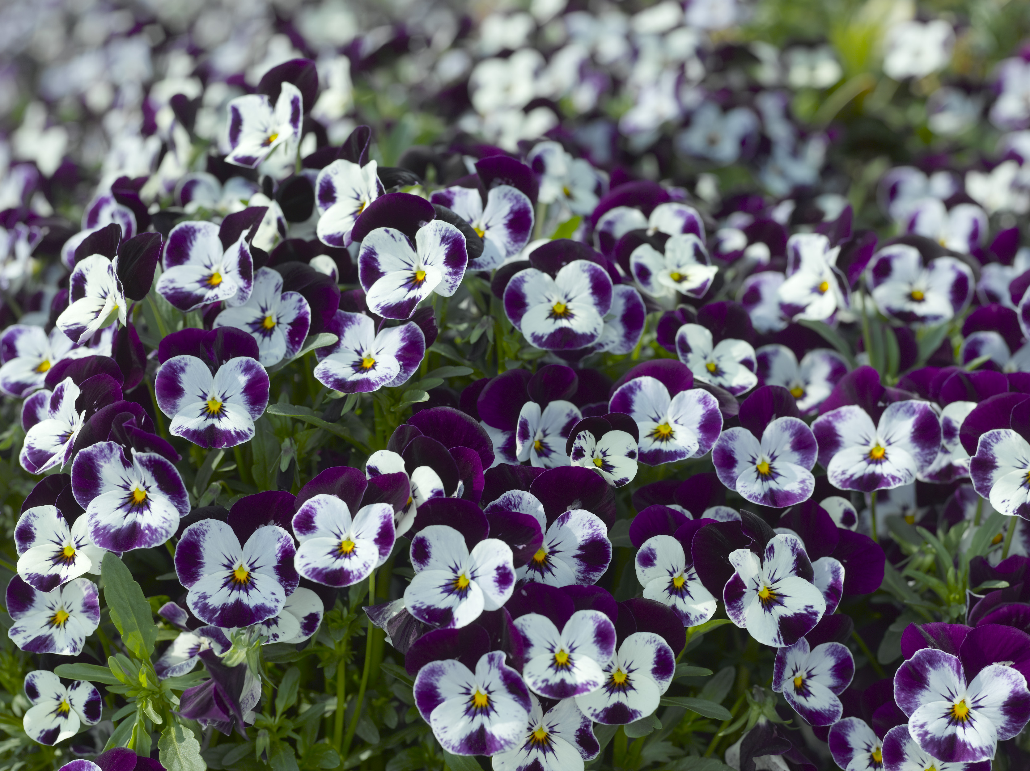 Viola cornuta F1 Penny Mickey