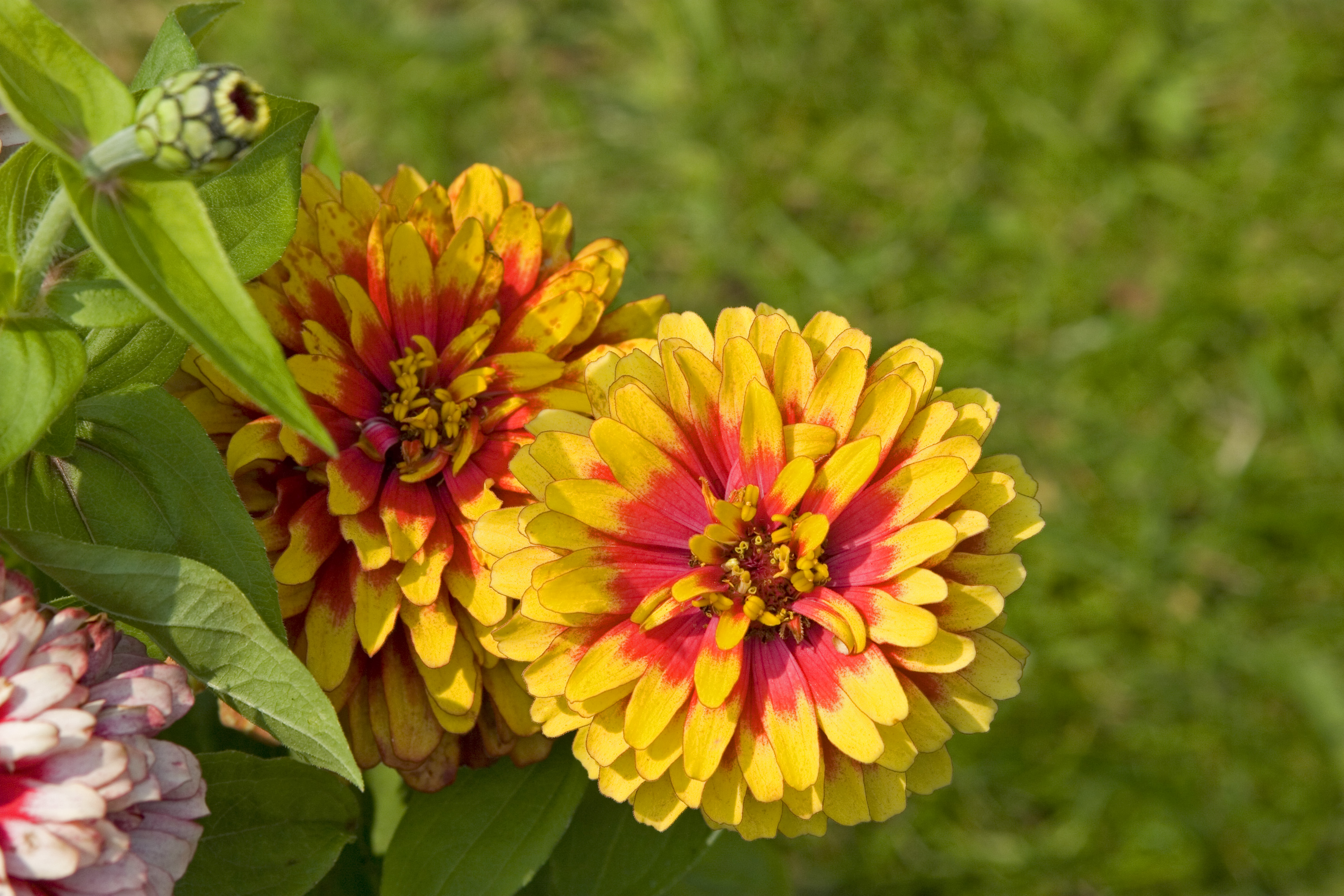Zinnia elegans F1 Swizzle Scharlach-Gelb, gecoated