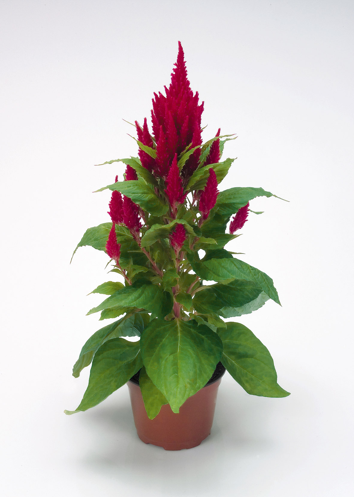 Celosia plumosa Fresh Look Rot