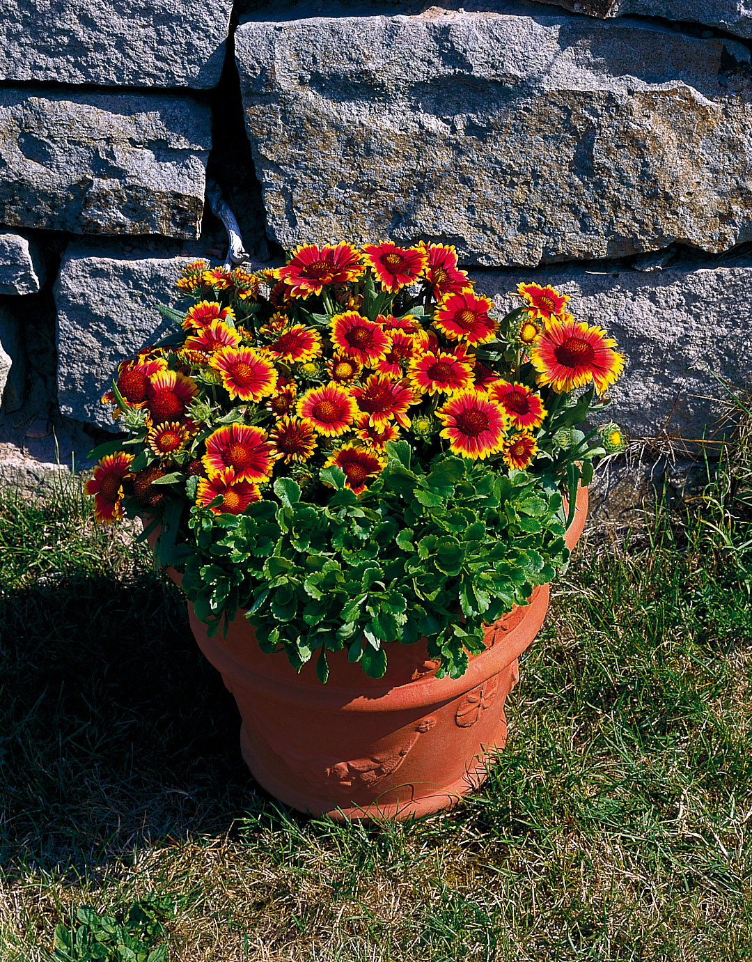 Gaillardia grandiflora Arizona Sun