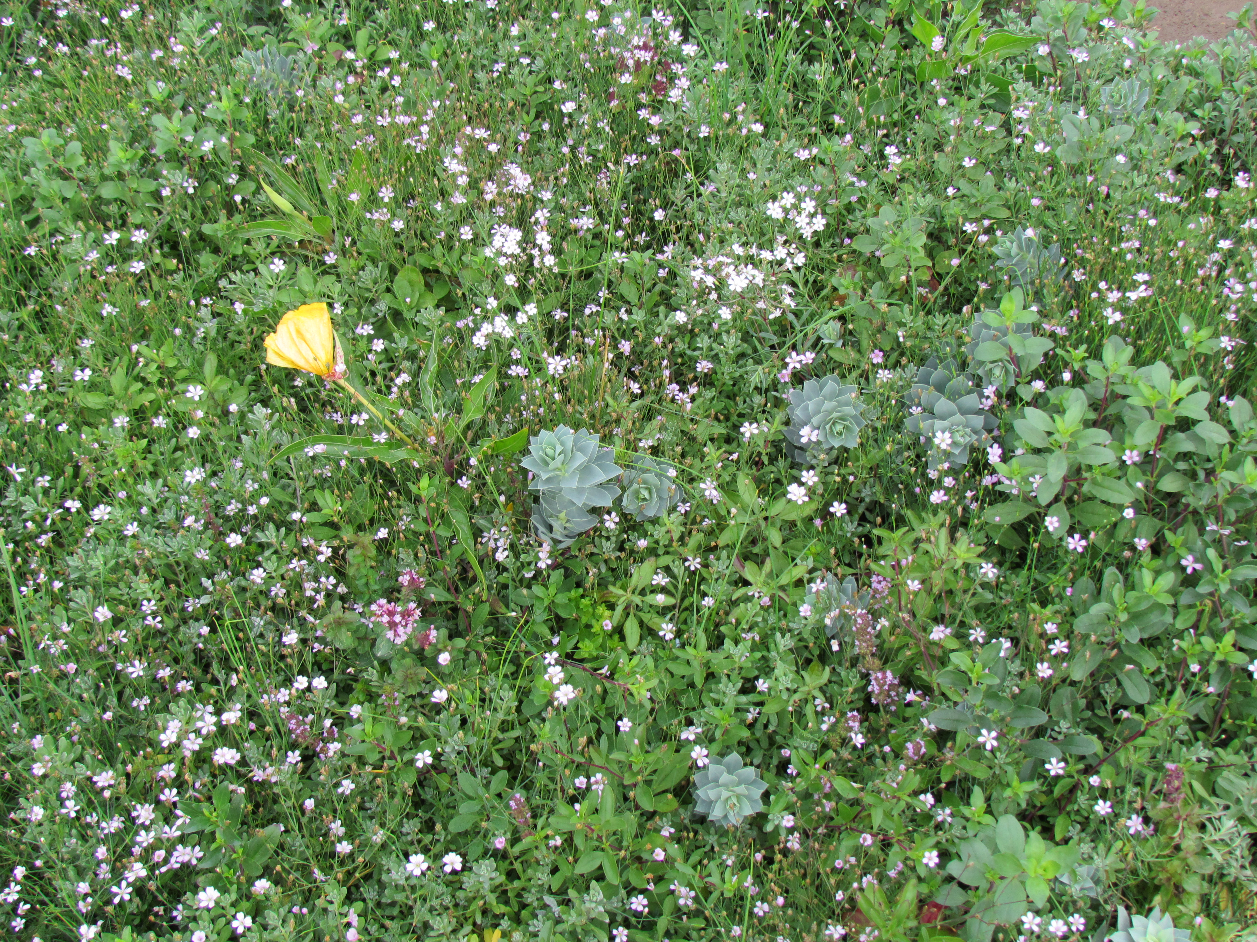 Blumenmischungen Blumiger Bodendecker