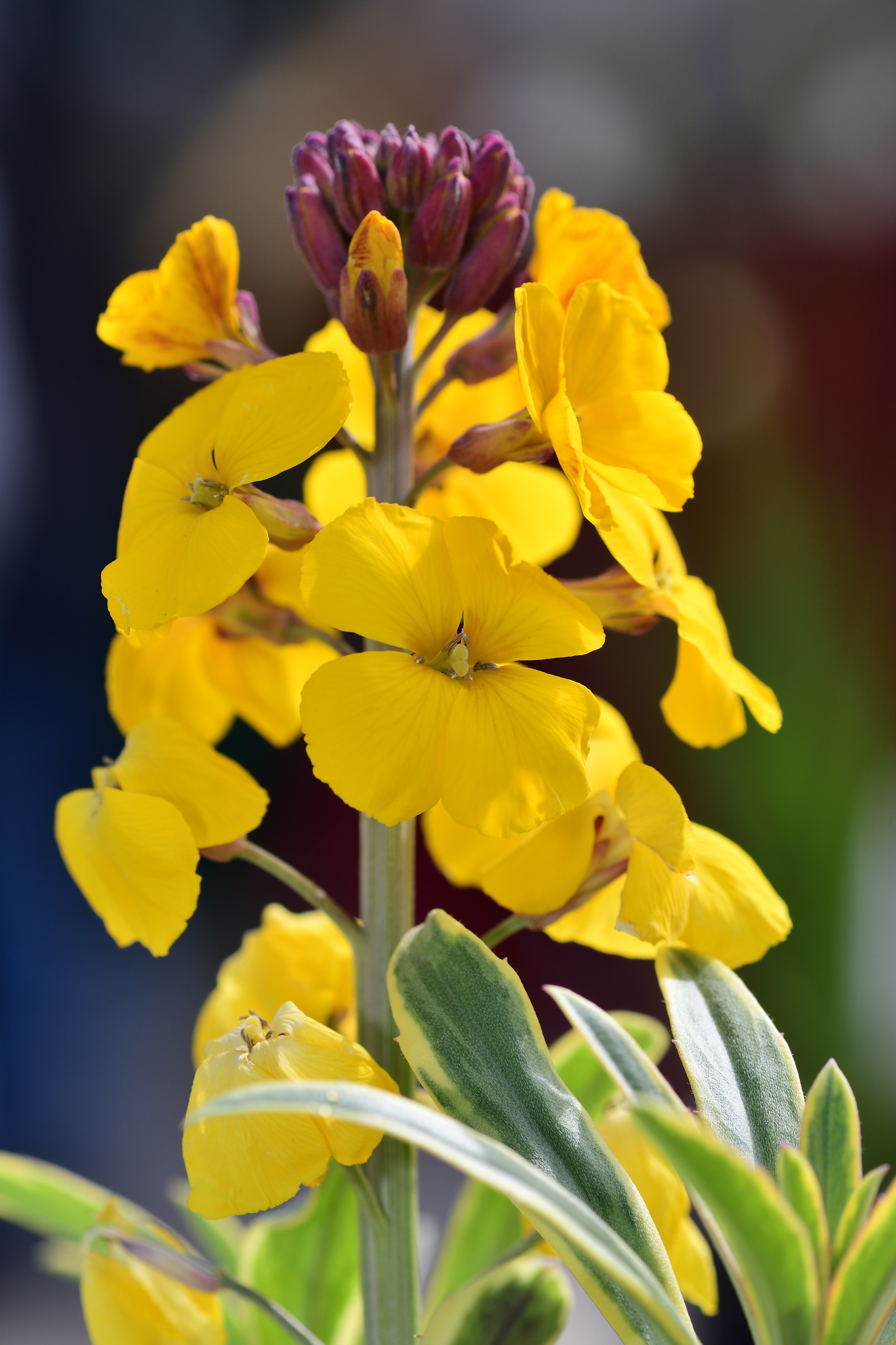 Erysimum cheiri Bedder Golden