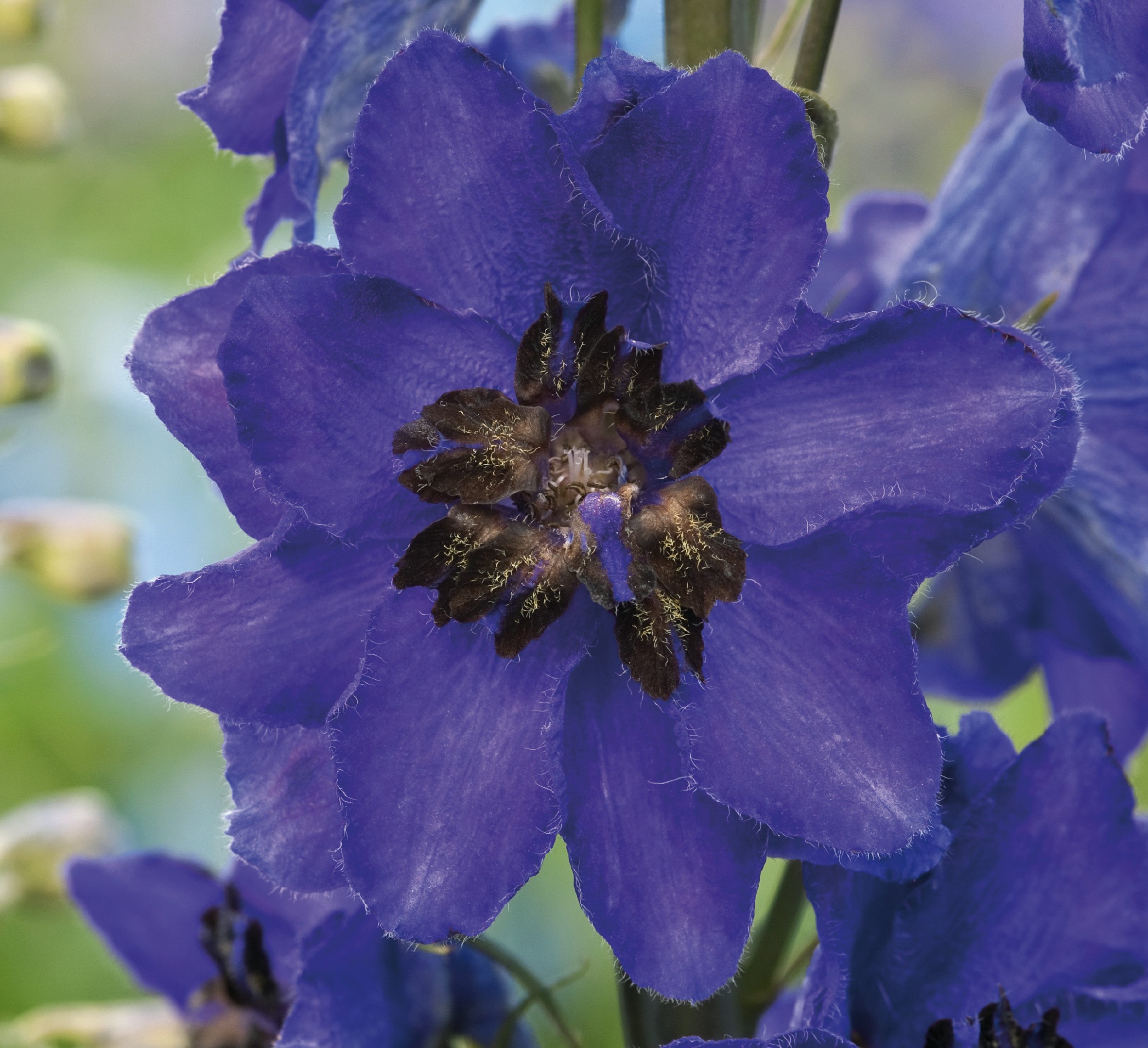 Delphinium grandiflorum  Magic Fountains Dunkelblau mit dunkler Biene