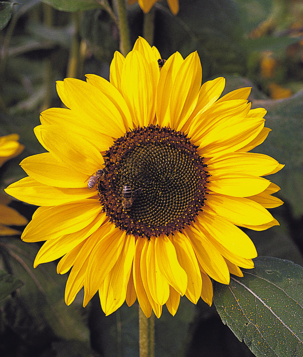 Helianthus annuus Sonja 