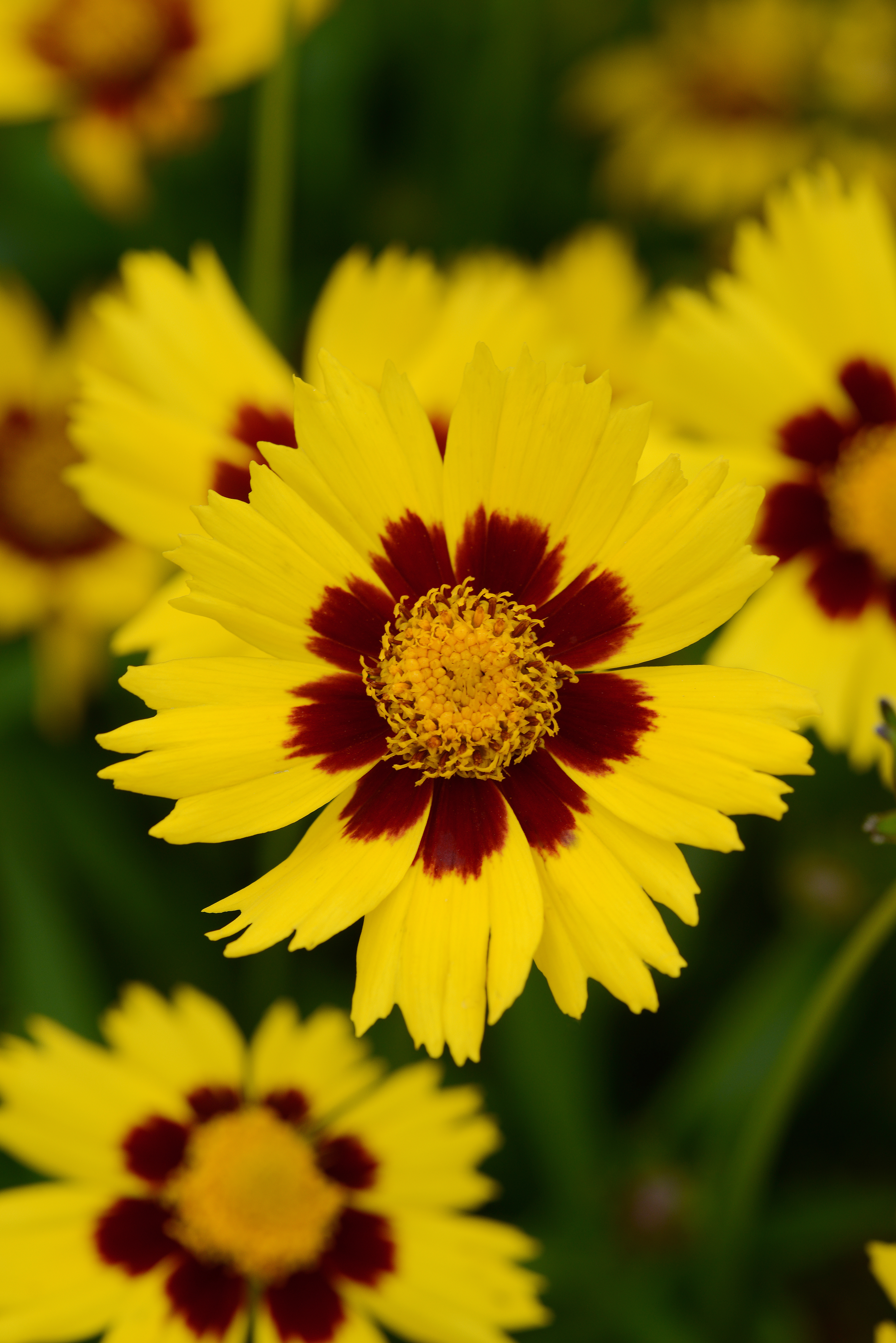 Coreopsis grandiflora Sunkiss, gecoated