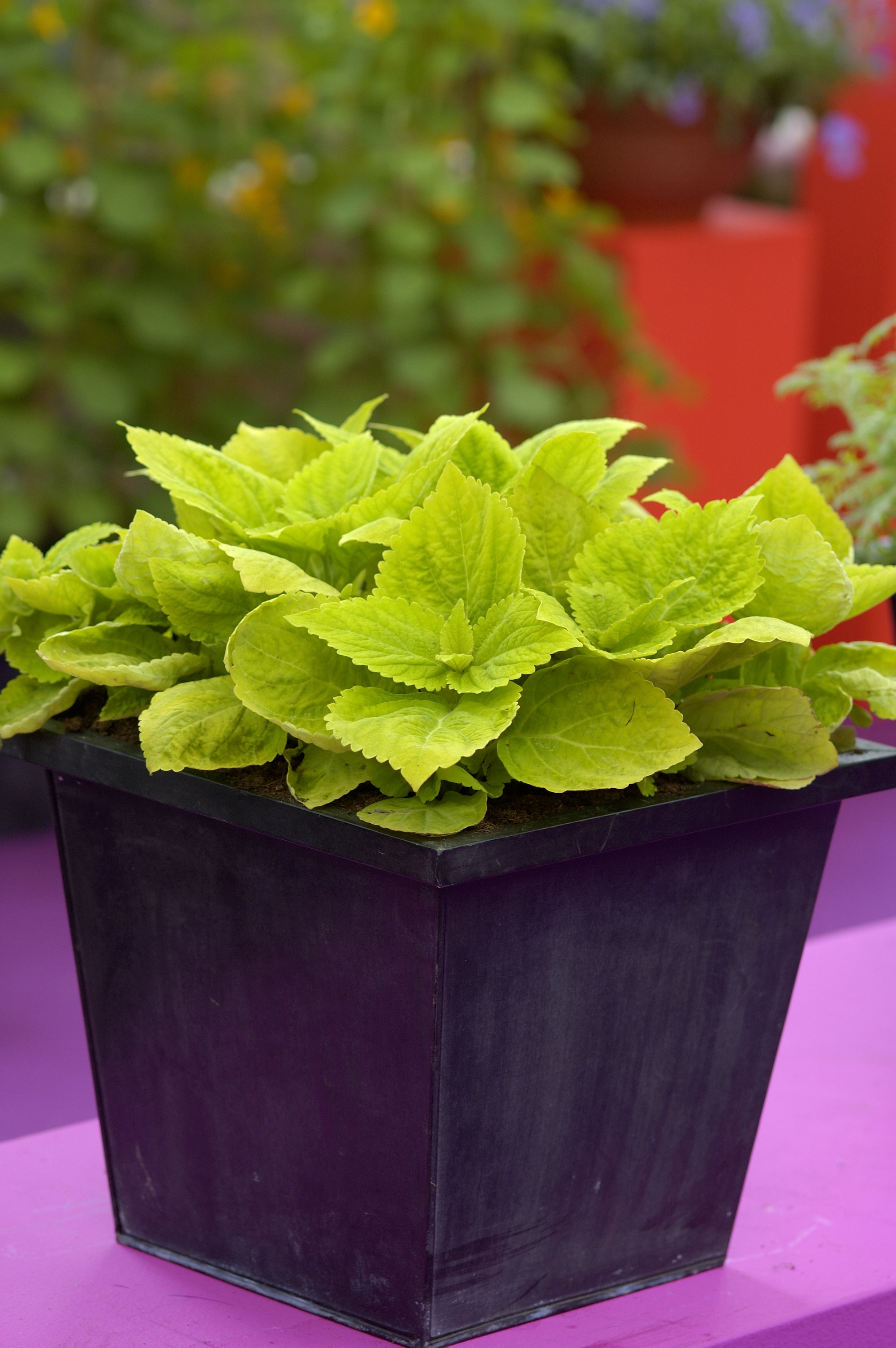 Coleus blumei (plectranthus scutellarioides) Giant Lime delight