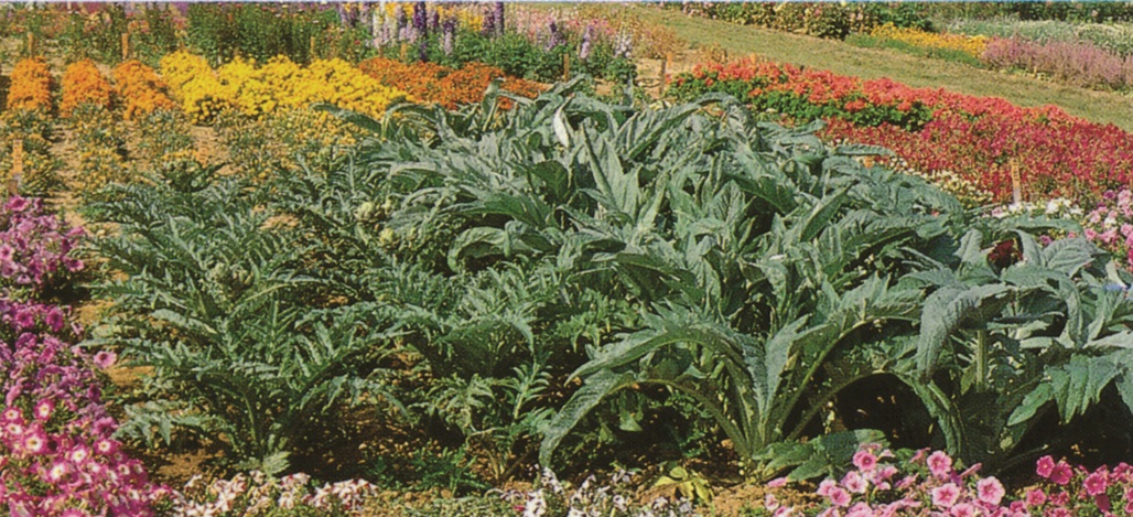 Cynara cardunculus