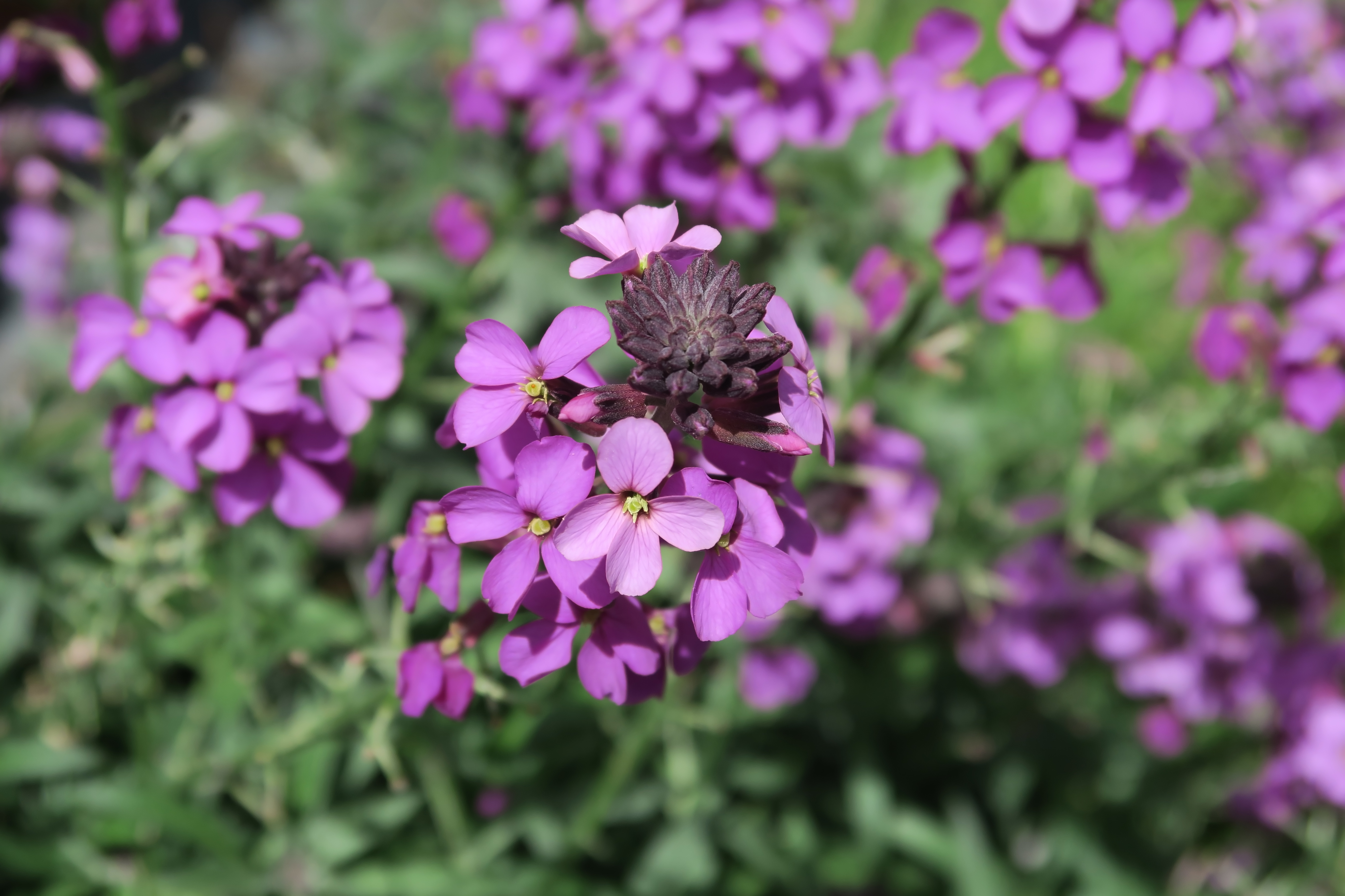 Erysimum linifolium  Little Kiss Lilac