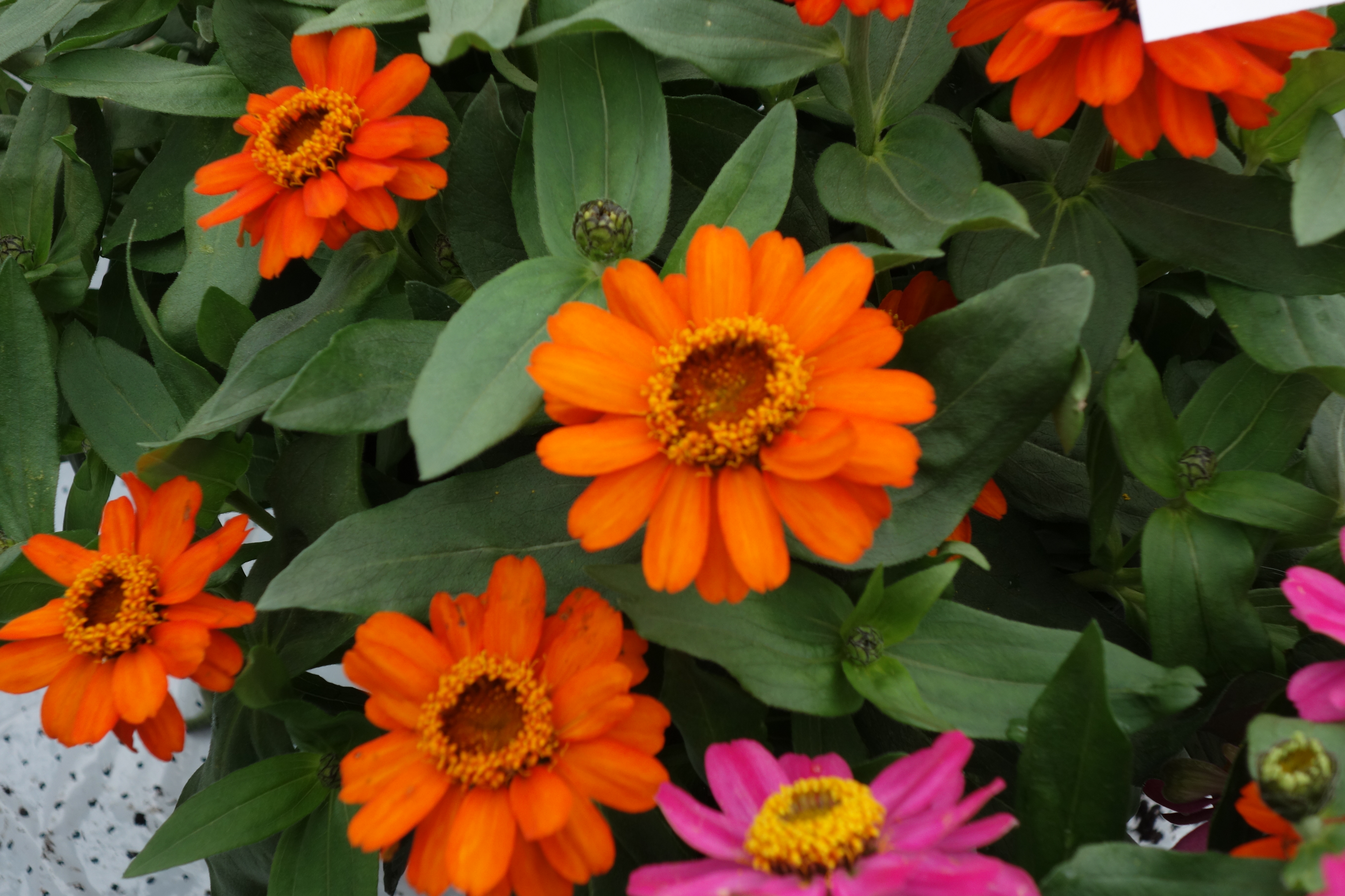 Zinnia angustifolia F1 Profusion Fire