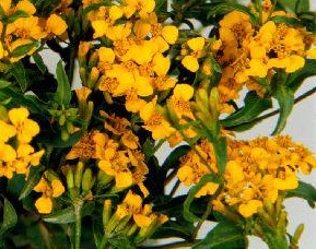 Tagetes lucida Sweet Mace