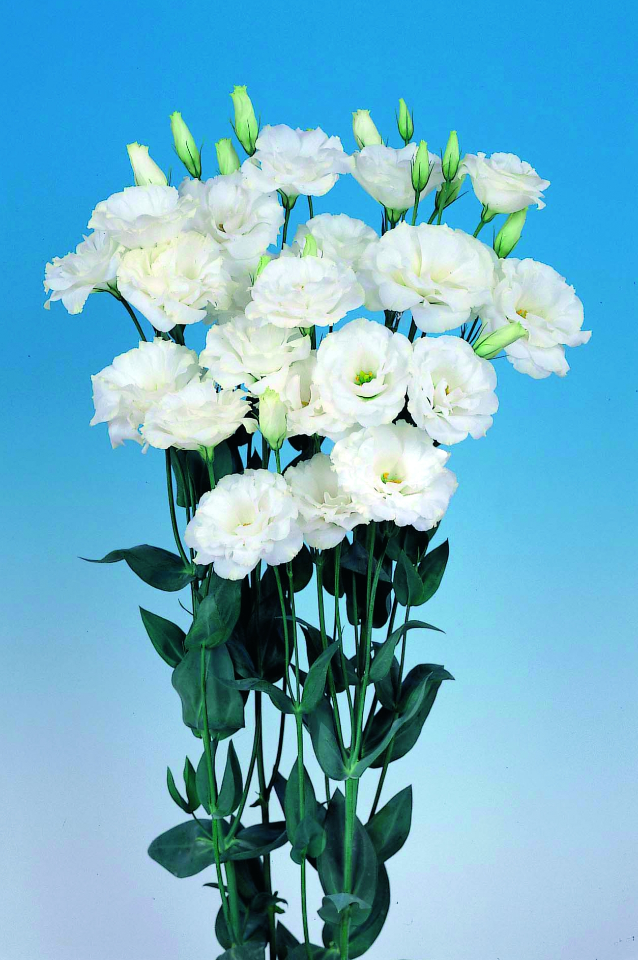 Eustoma grandiflorum F1 Echo Weiß, pilliert