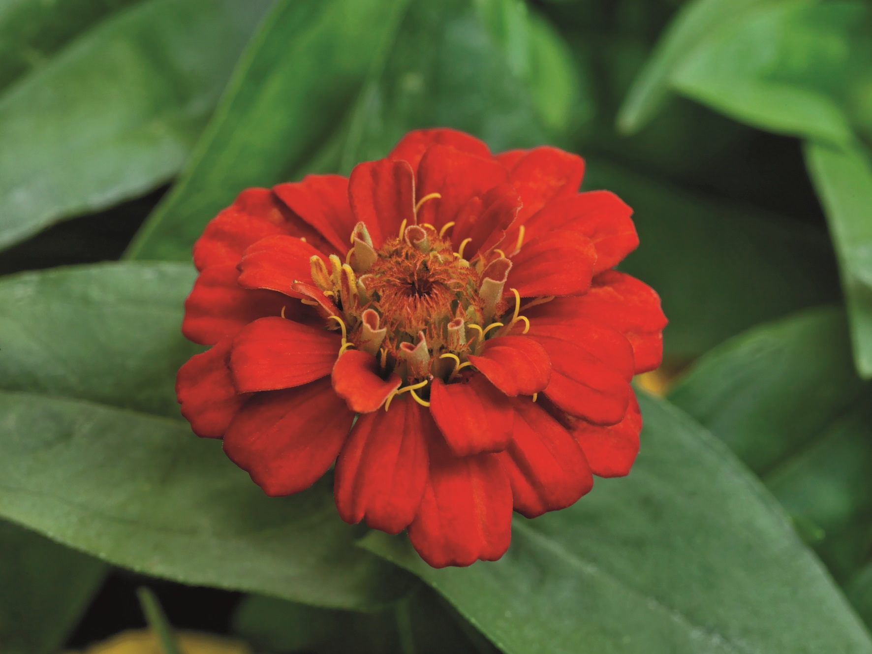 Zinnia elegans Zinnita Scharlach