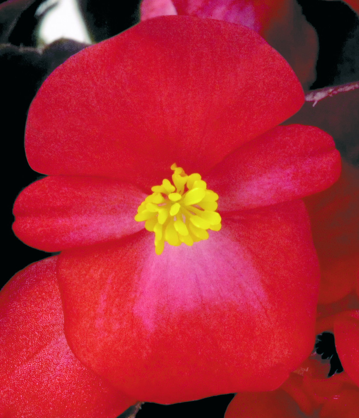 Begonia semperflorens F1 Nightlife Rot, pilliert