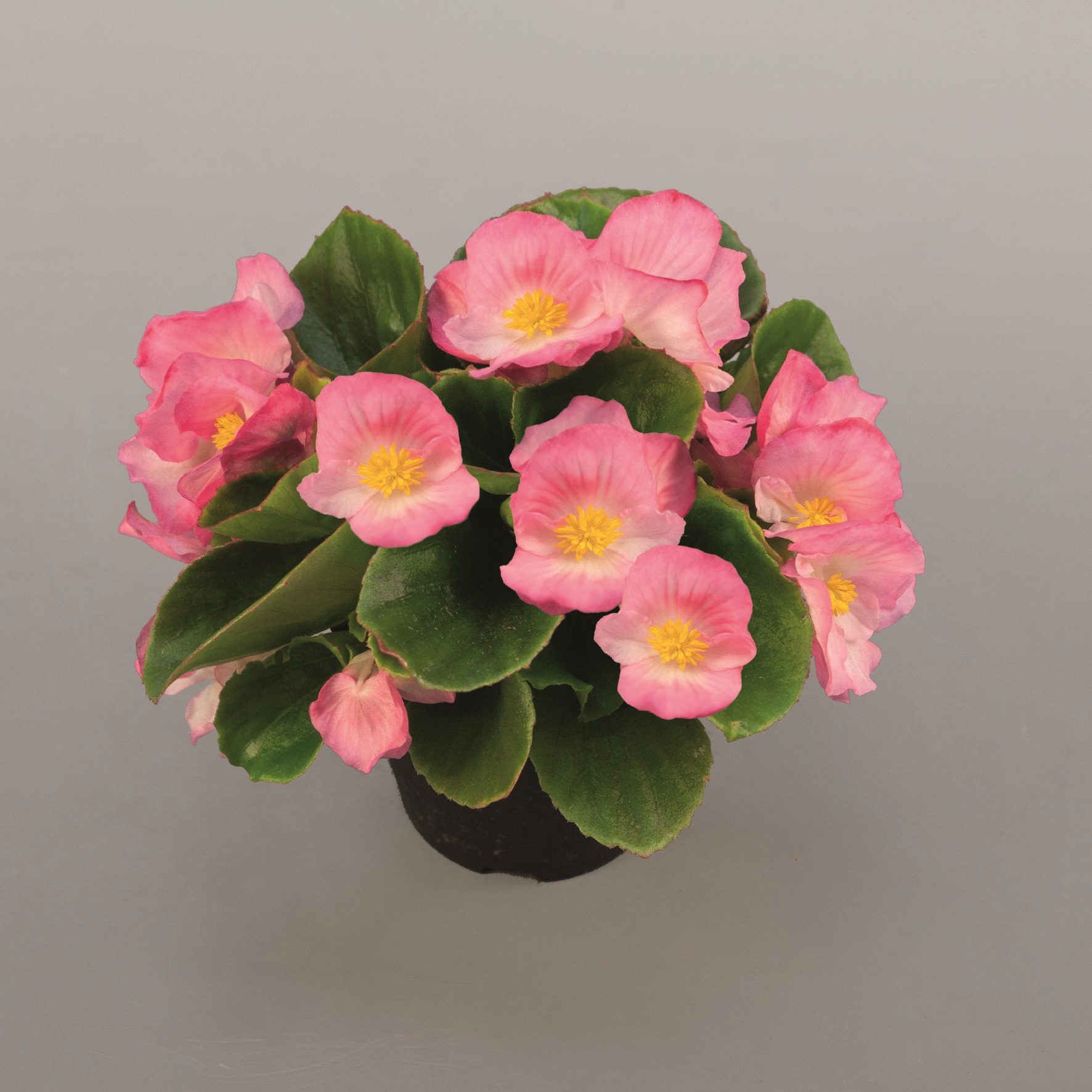 Begonia semperflorens Pillen F1 Sprint Plus Pink, hellrosa, pilliert