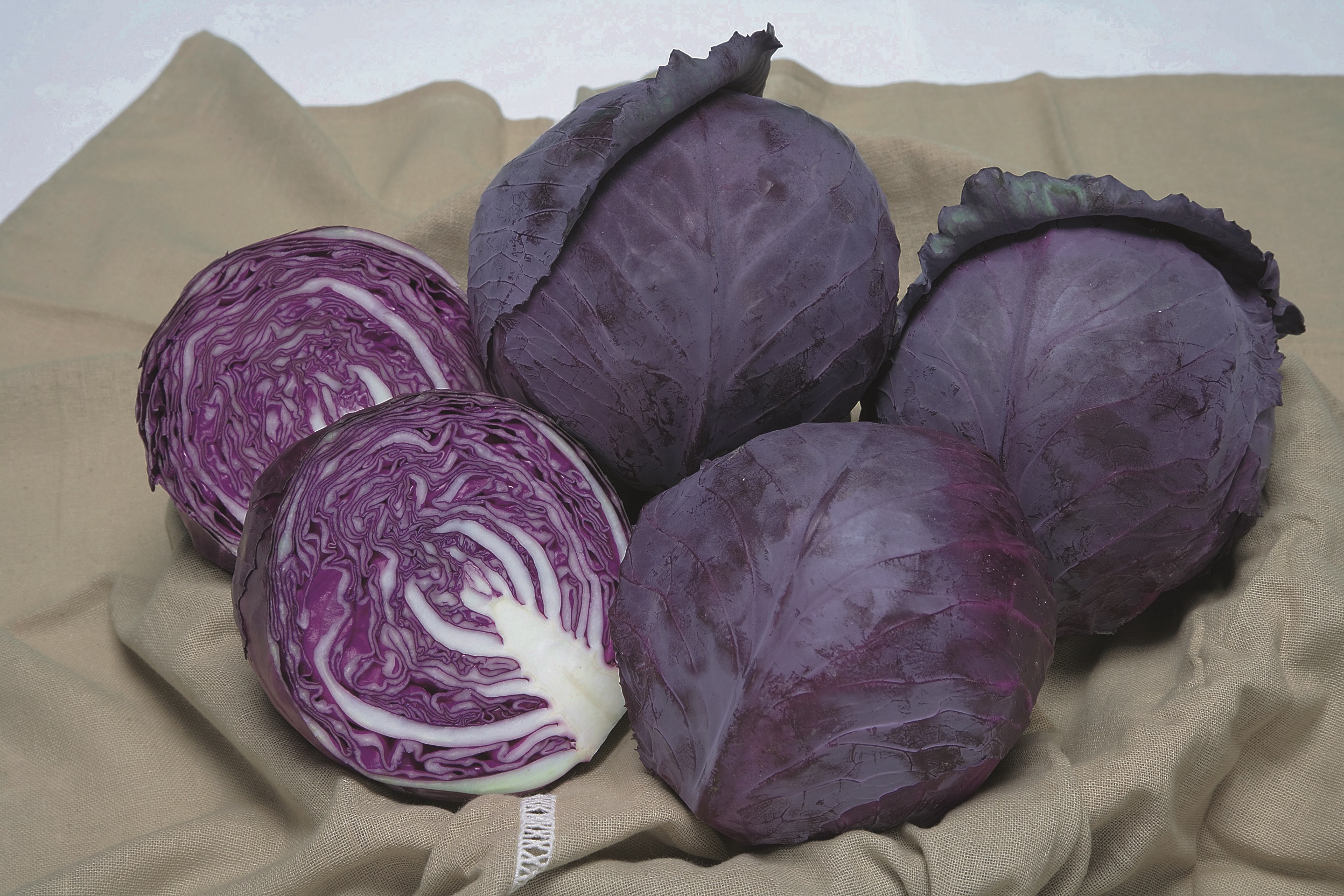 Rotkohl F1 Ruby Perfection, Erdtopfpillen