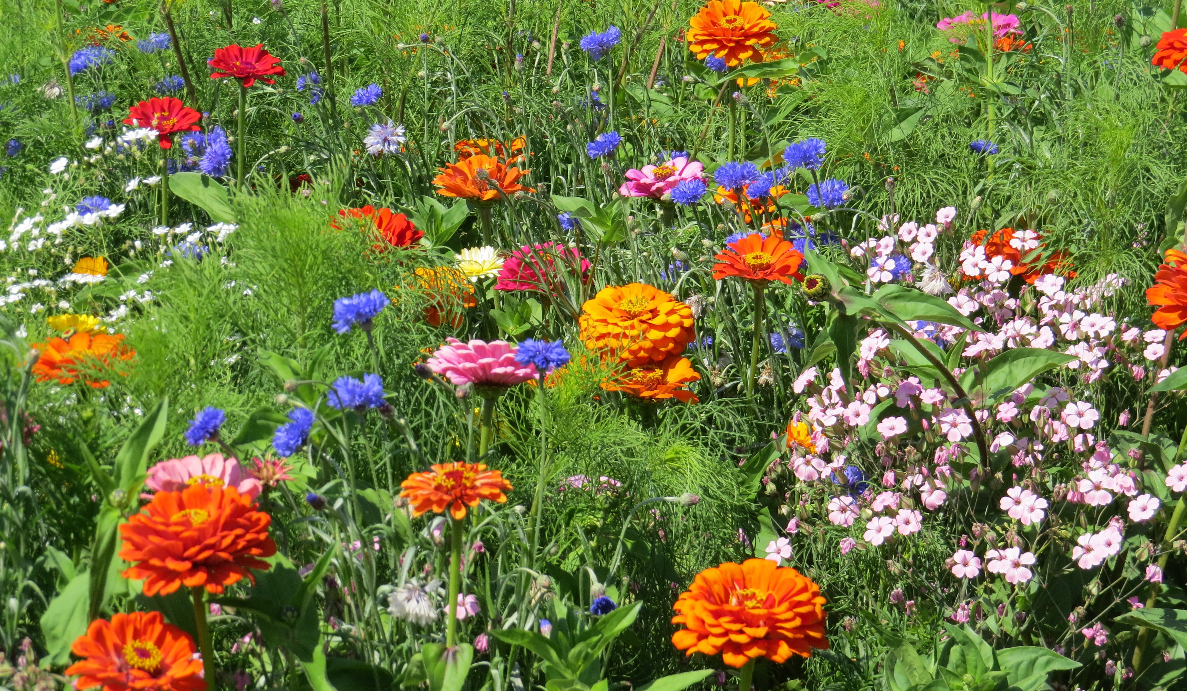 Blumenmischungen Sommerpflücken