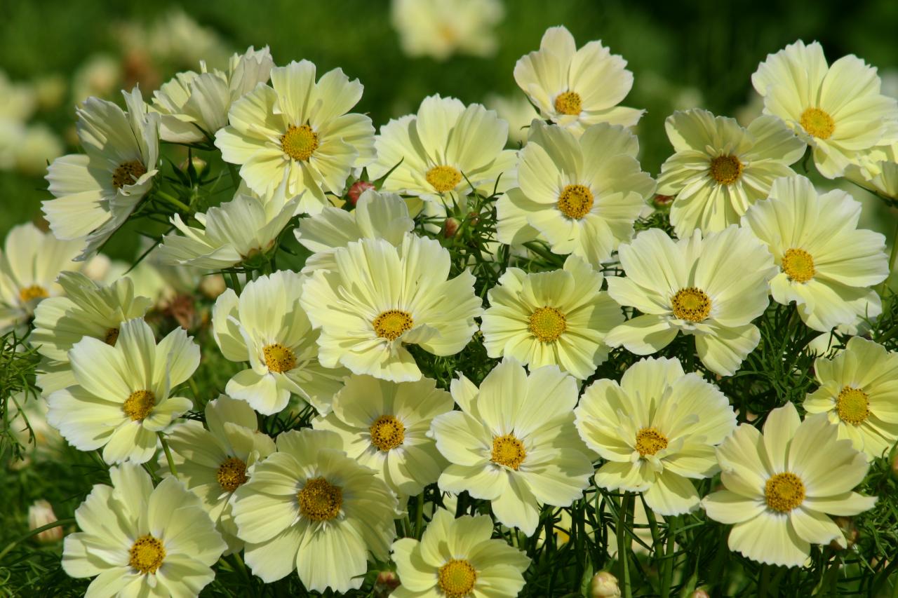 Cosmos bipinnatus Xanthos