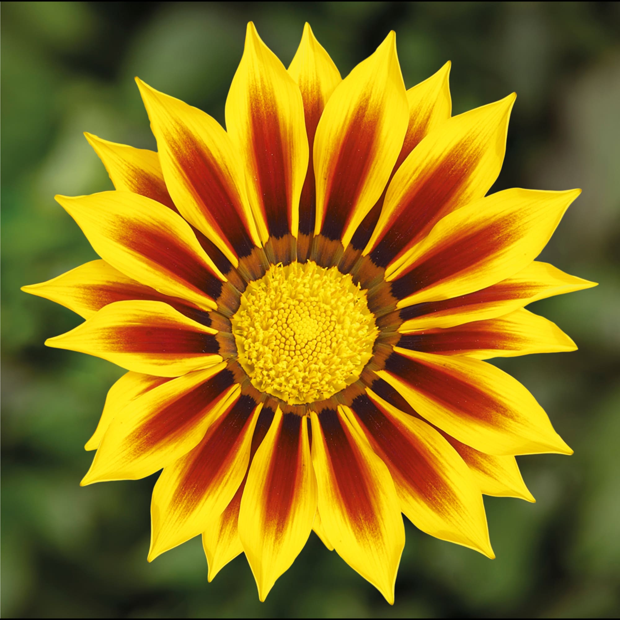 Gazania rigens Kiss Gelbe Flamme
