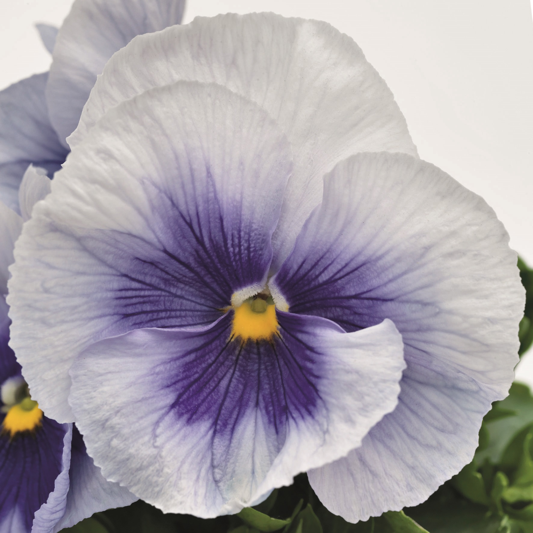 Viola wittrockiana F1 Inspire Plus Metallic-Blau mit Auge